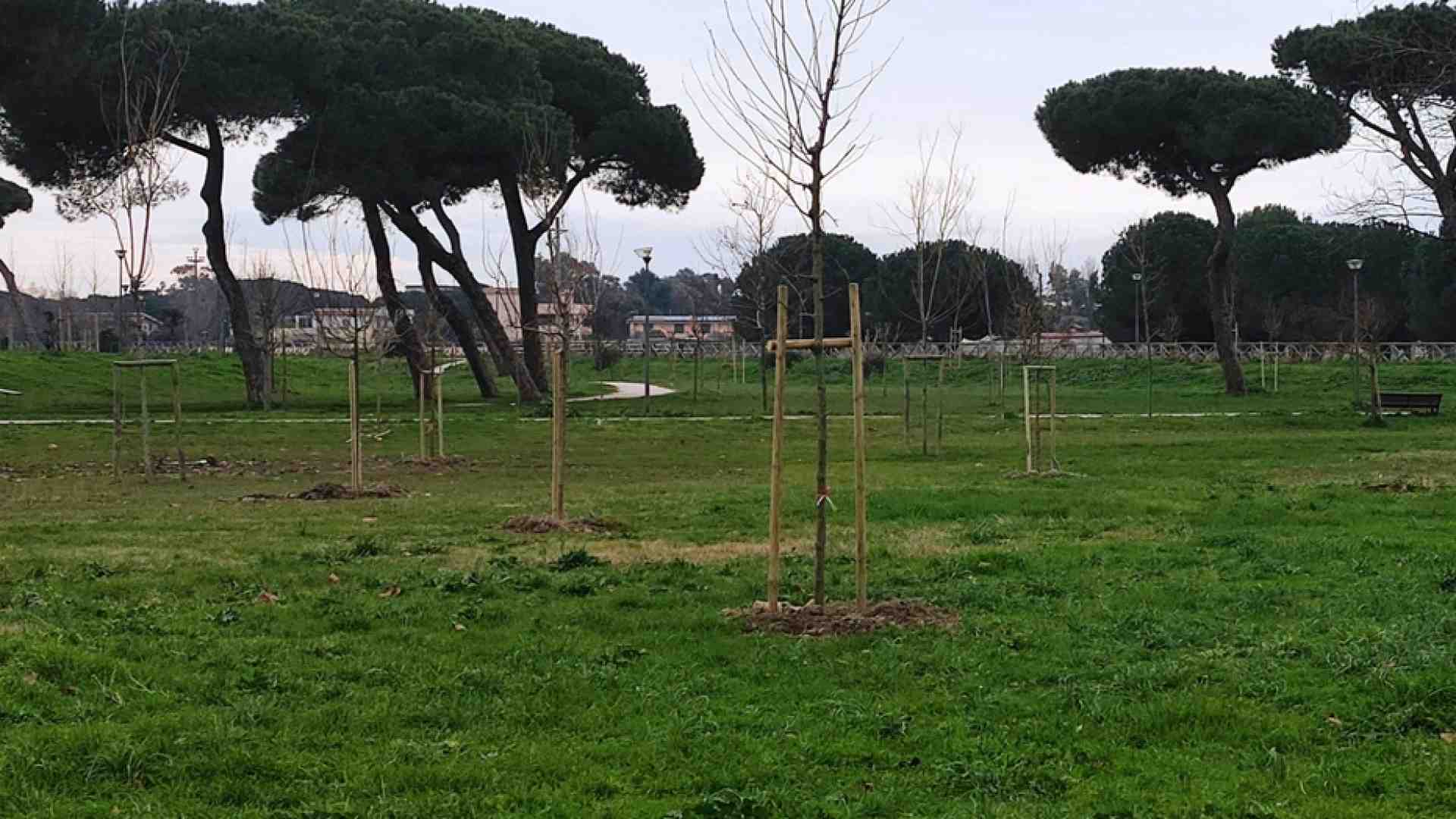 Immagine di Nella sfida per salvare il clima non ci sono solo alberi caduti