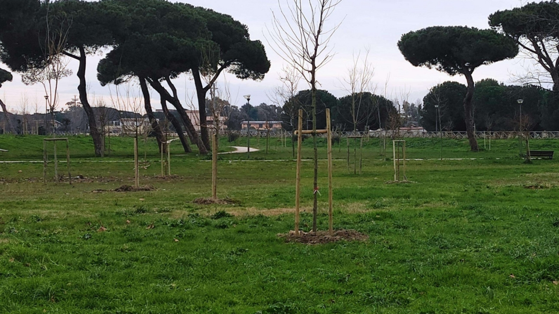 Immagine di Nella sfida per salvare il clima non ci sono solo alberi caduti