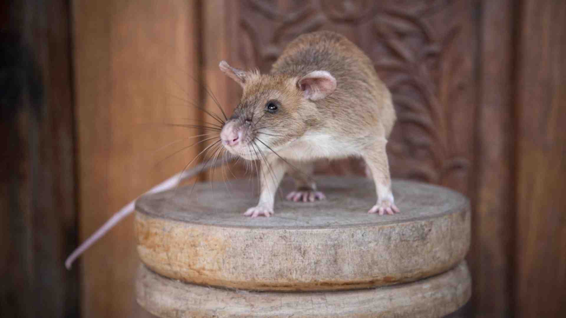 Immagine di È morto Magawa, il topo che fiutava le mine anti-uomo