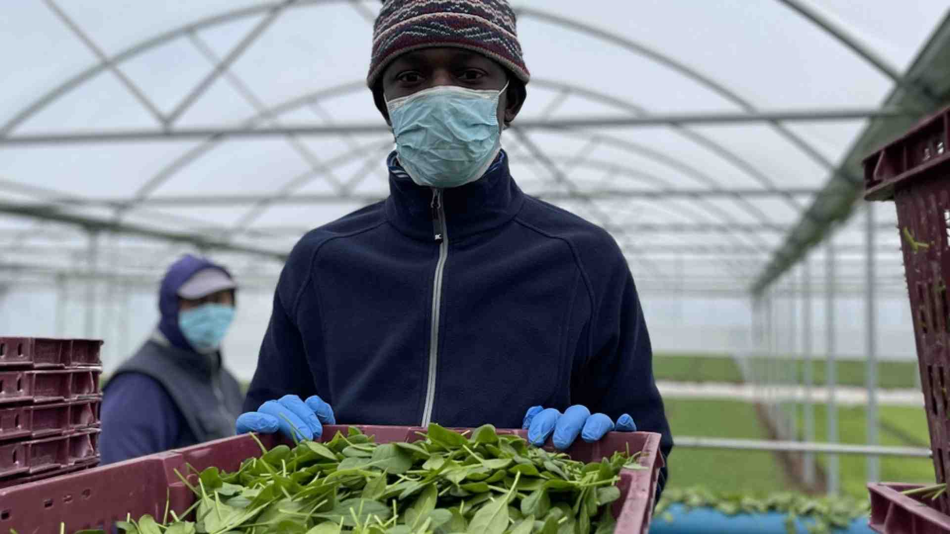 Immagine di Braccianti assunti: con NoCap il caporalato si ferma a Eboli