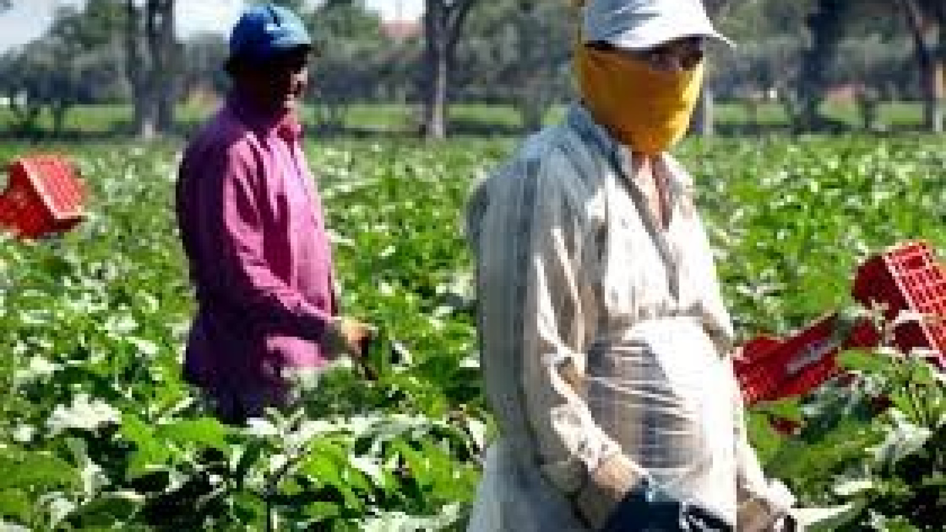 Immagine di Lavoratori extracomunitari, via libera a 69.700 ingressi