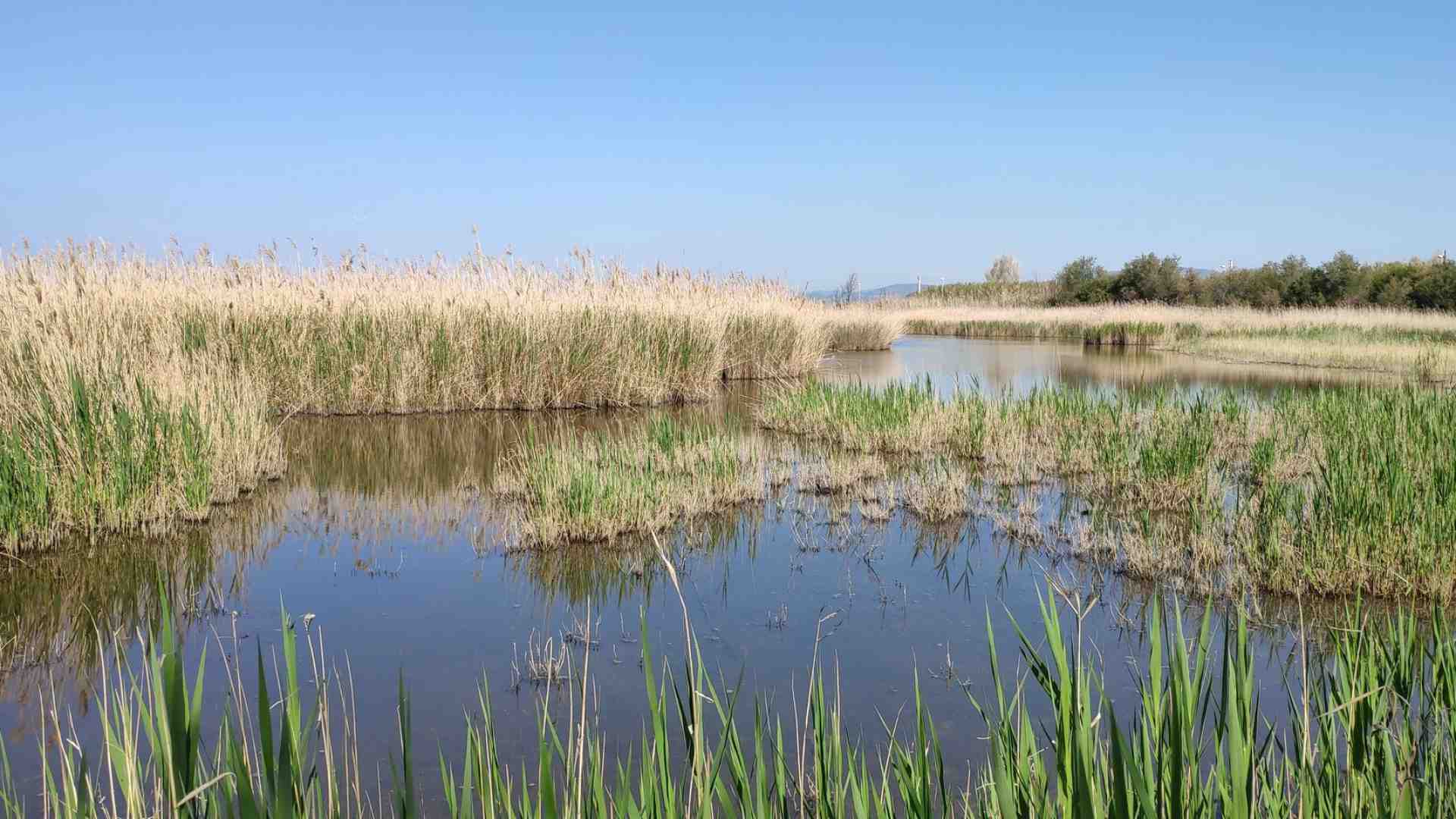 Immagine di Quelle zone umide della Terra preziose per animali e uomini