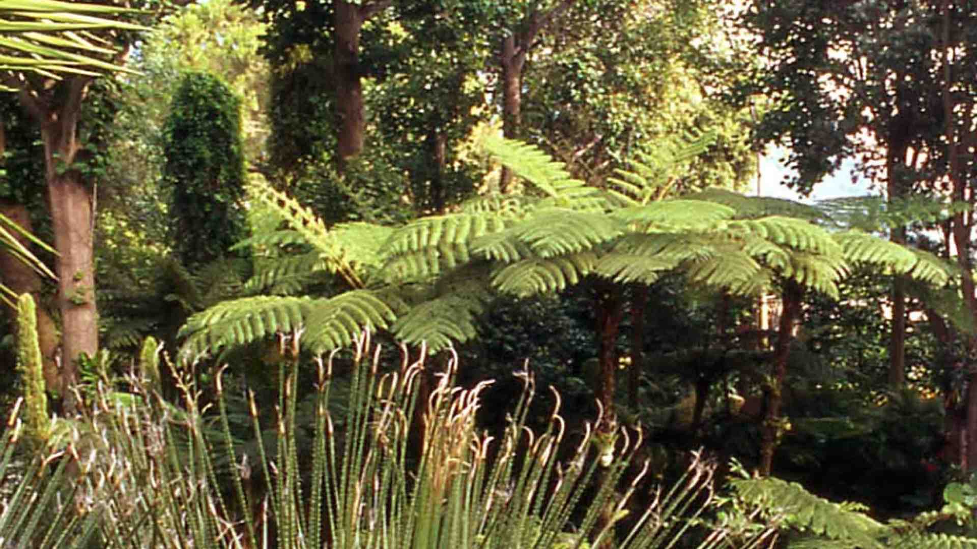Immagine di Il giacinto d'acqua del Benin: veleno trasformato in oro verde