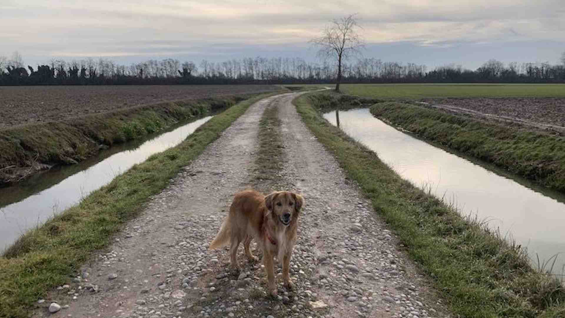 Immagine di A Casaleone sfiorando paludi, mulini e camminando lungo l’ex ferrovia