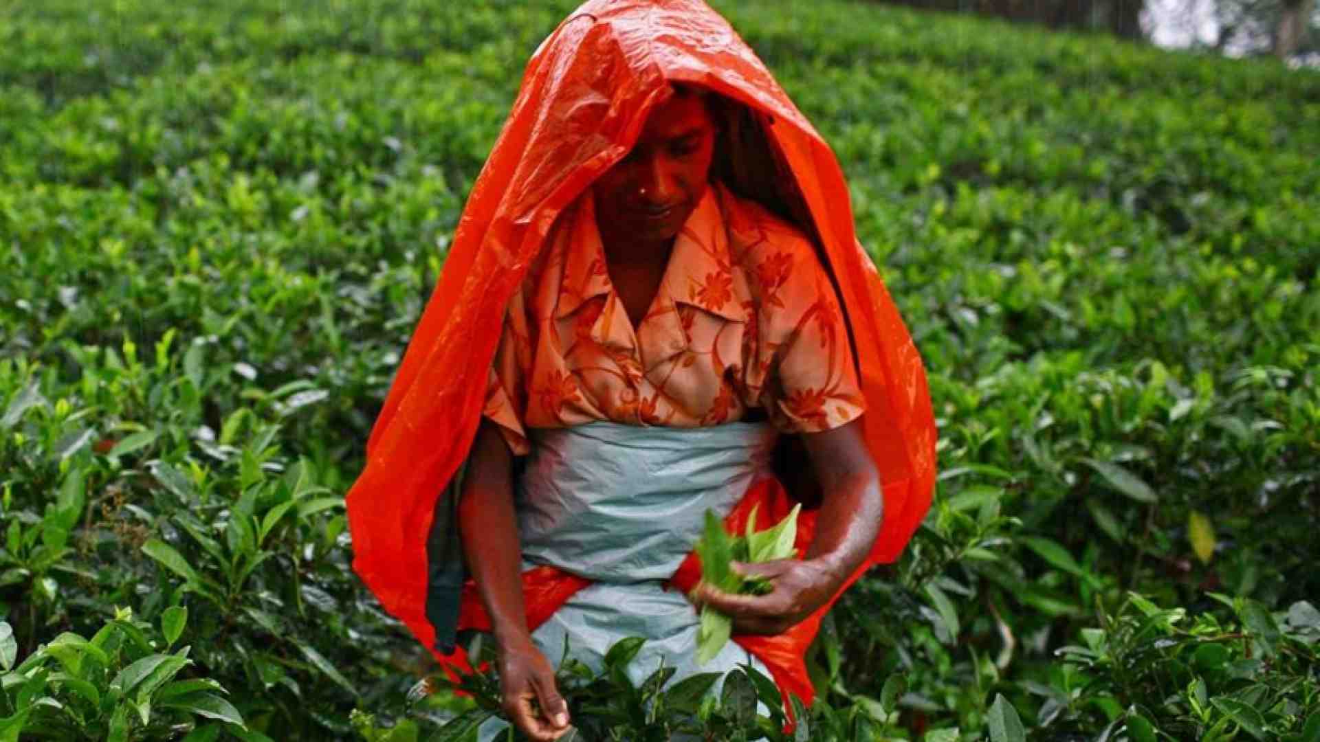 Immagine di Tè in cambio di petrolio: lo strano patto Sri Lanka-Iran