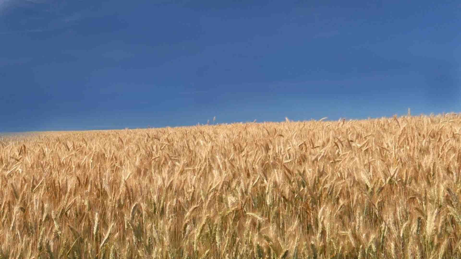 Immagine di Il granaio d'Europa «brucia»: s'infiammano domanda e prezzi