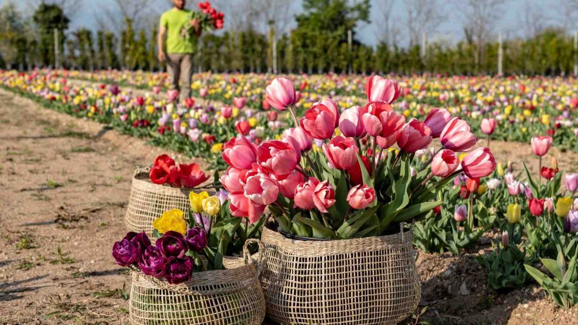 Immagine di Un campo con oltre 100mila tulipani pronti ad accogliere gli amanti della natura
