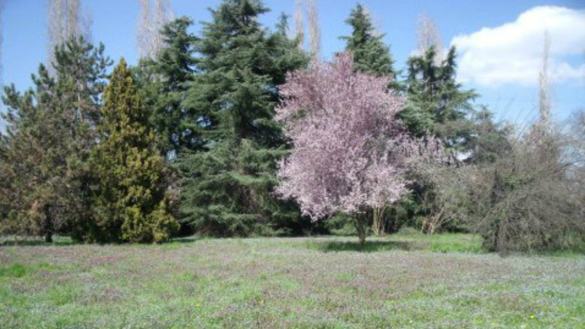 Immagine di Boschi e nuove piantumazioni Cremona sarà ancora più verde