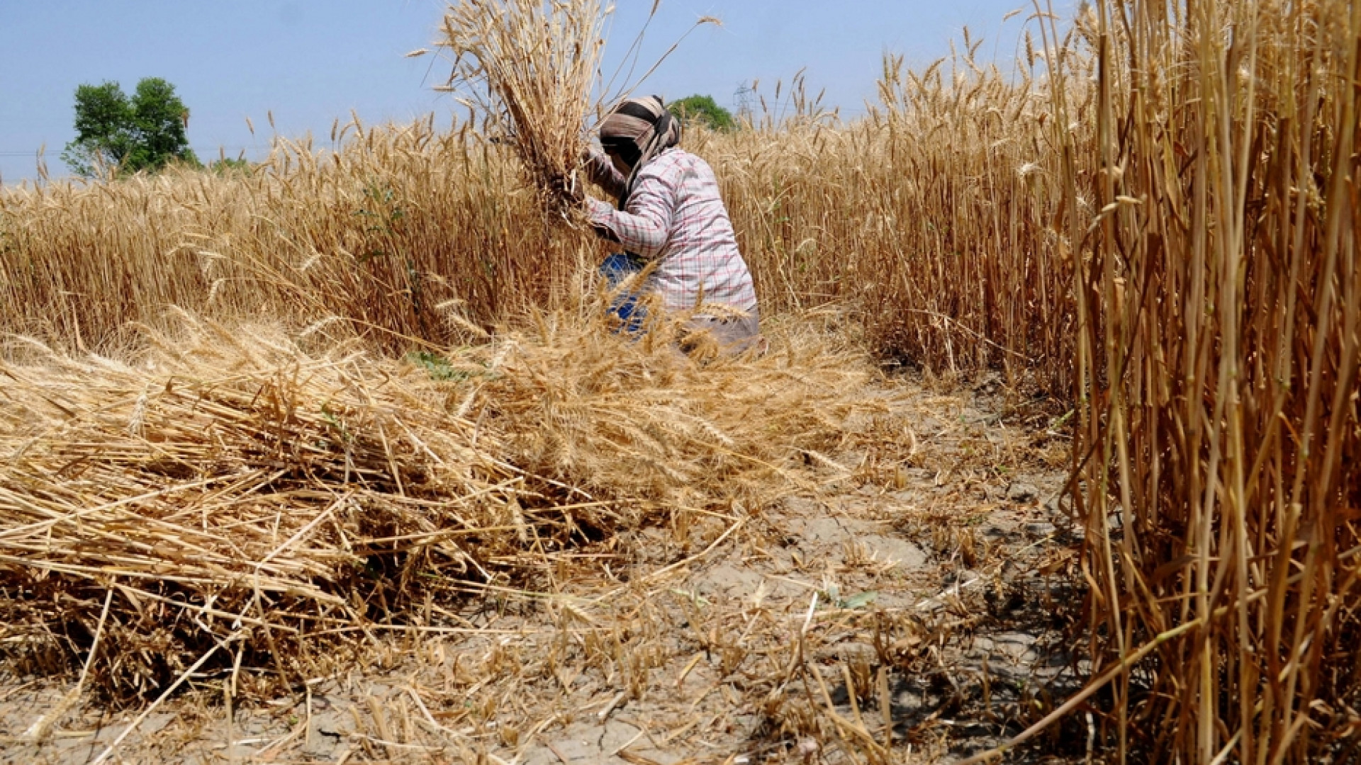Immagine di L'India blocca le esportazioni di grano: è allarme mondiale