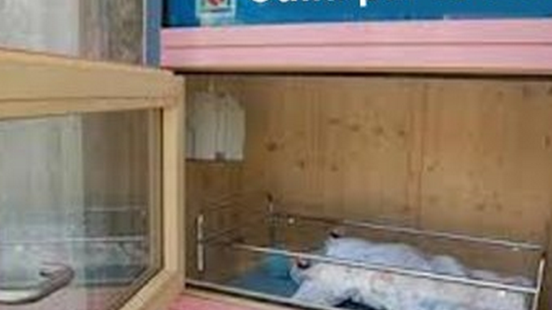 Immagine di Parto anonimo e «culle per la vita»: due alternativa seria all'aborto