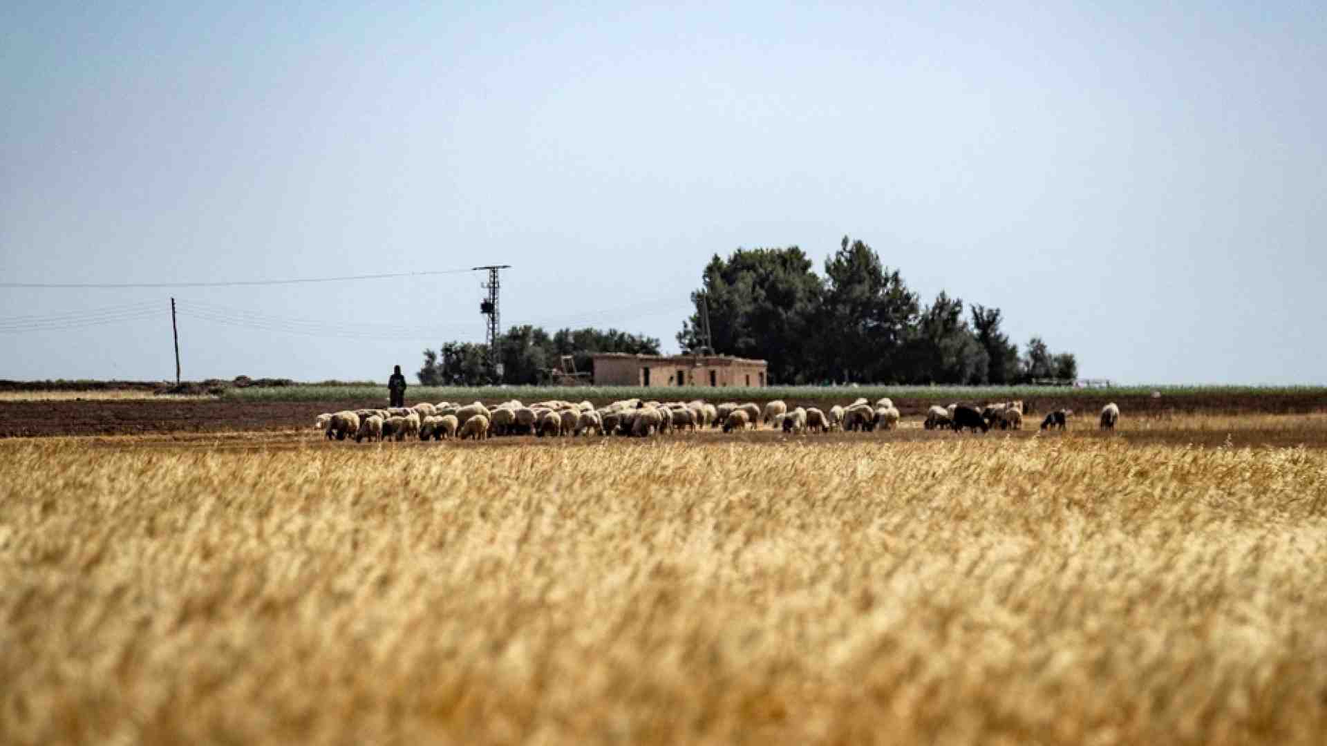 Immagine di Nessuna intesa sui cereali e la produzione mondiale cala per l'emergenza clima