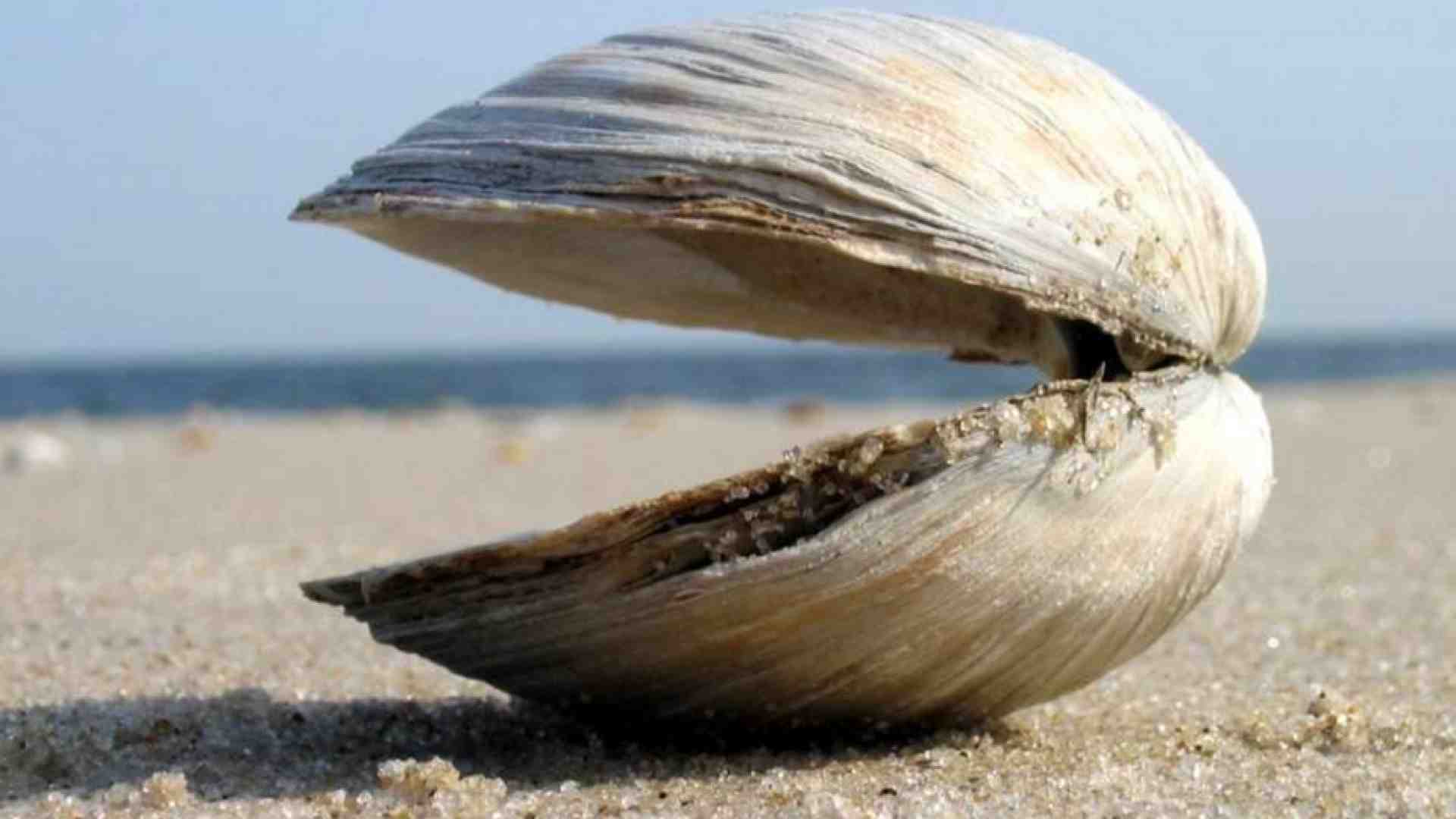 Immagine di Le vongole, Leibniz e le ambizioni (impossibili) dell'intelligenza artificiale