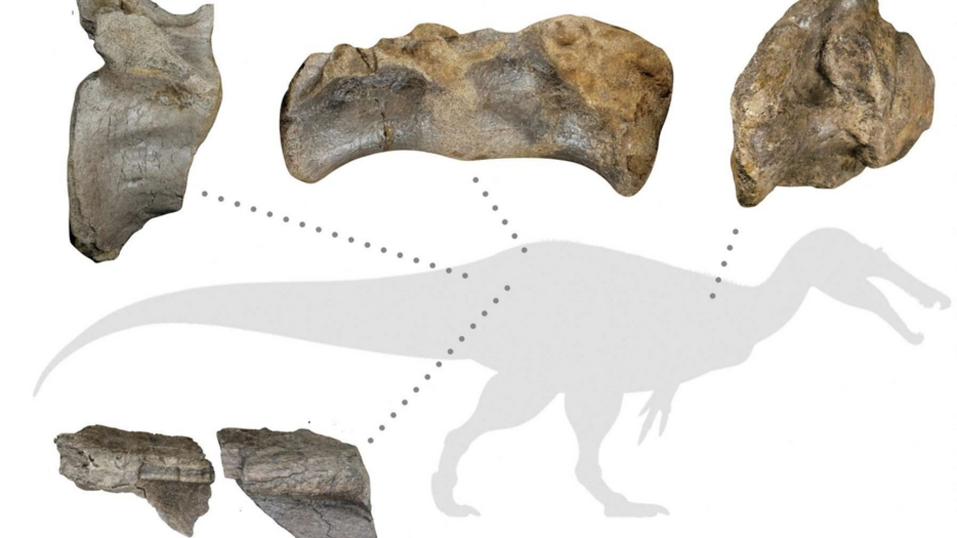 Immagine di Ecco i resti del più grande dinosauro vissuto in Europa