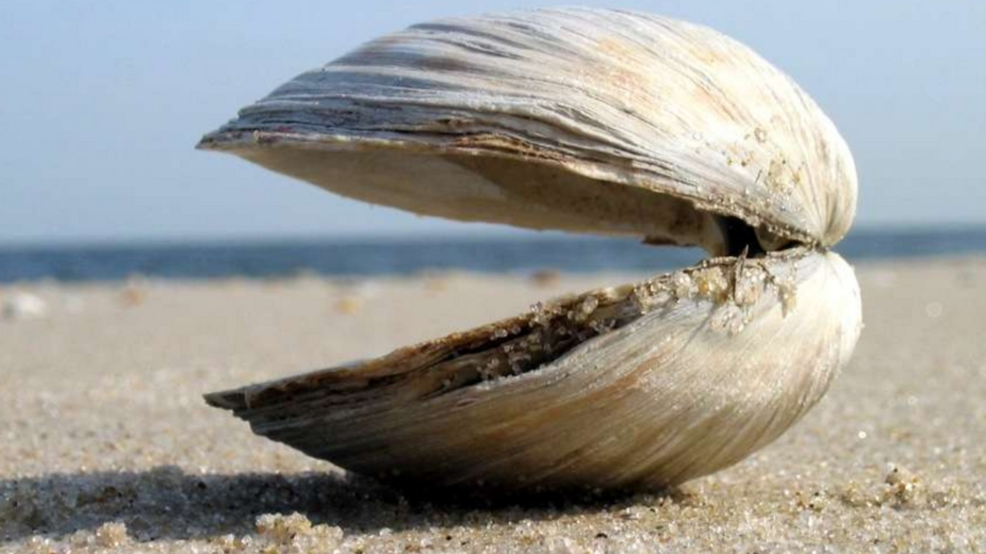 Immagine di Le vongole, Leibniz e le ambizioni (impossibili) dell'intelligenza artificiale