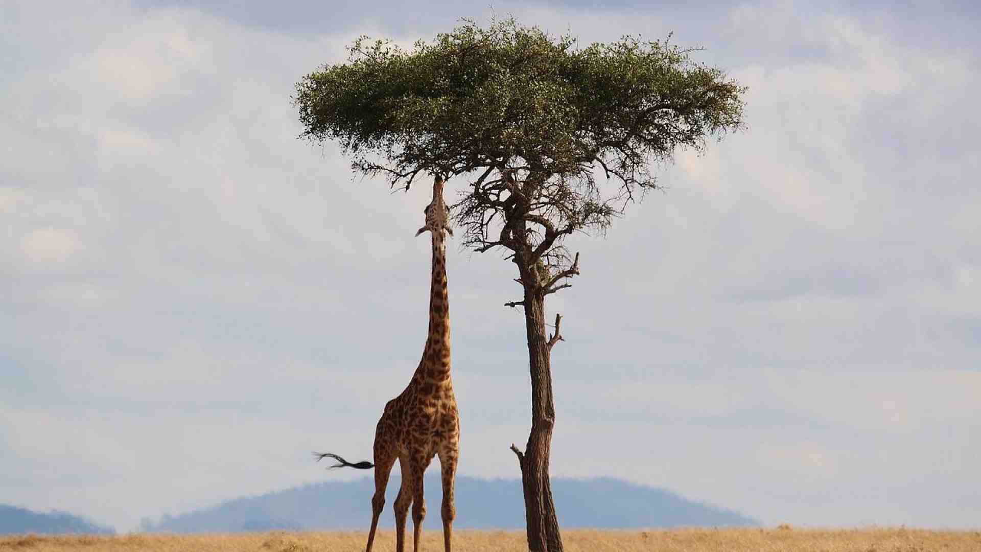 Immagine di Anche la giraffa ha il suo momento e lo vede dal punto più alto