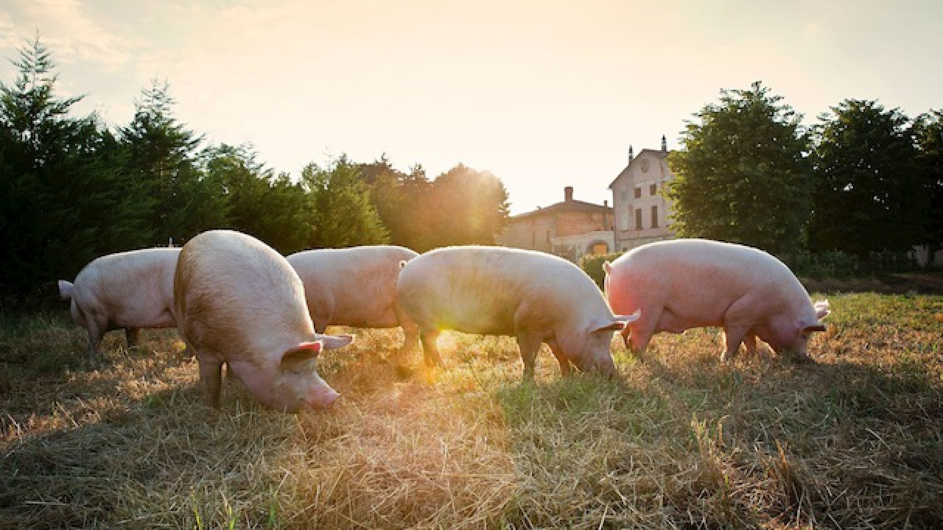 Immagine di “Maiale Tranquillo” e “Respected by Gaggenau”, Bettella nel gotha