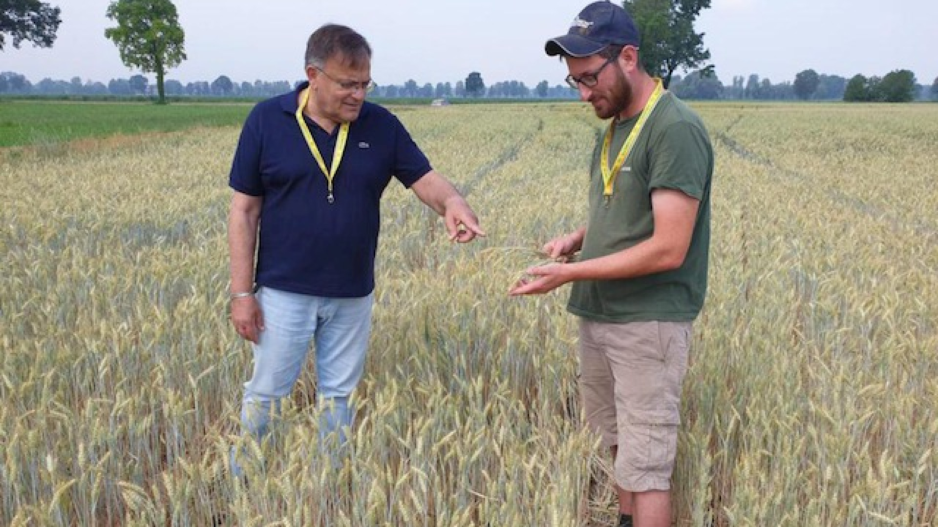 Immagine di Siccità, colpite 44mila imprese agricole lombarde SOS raccolti da mais a riso, da frumento a foraggi