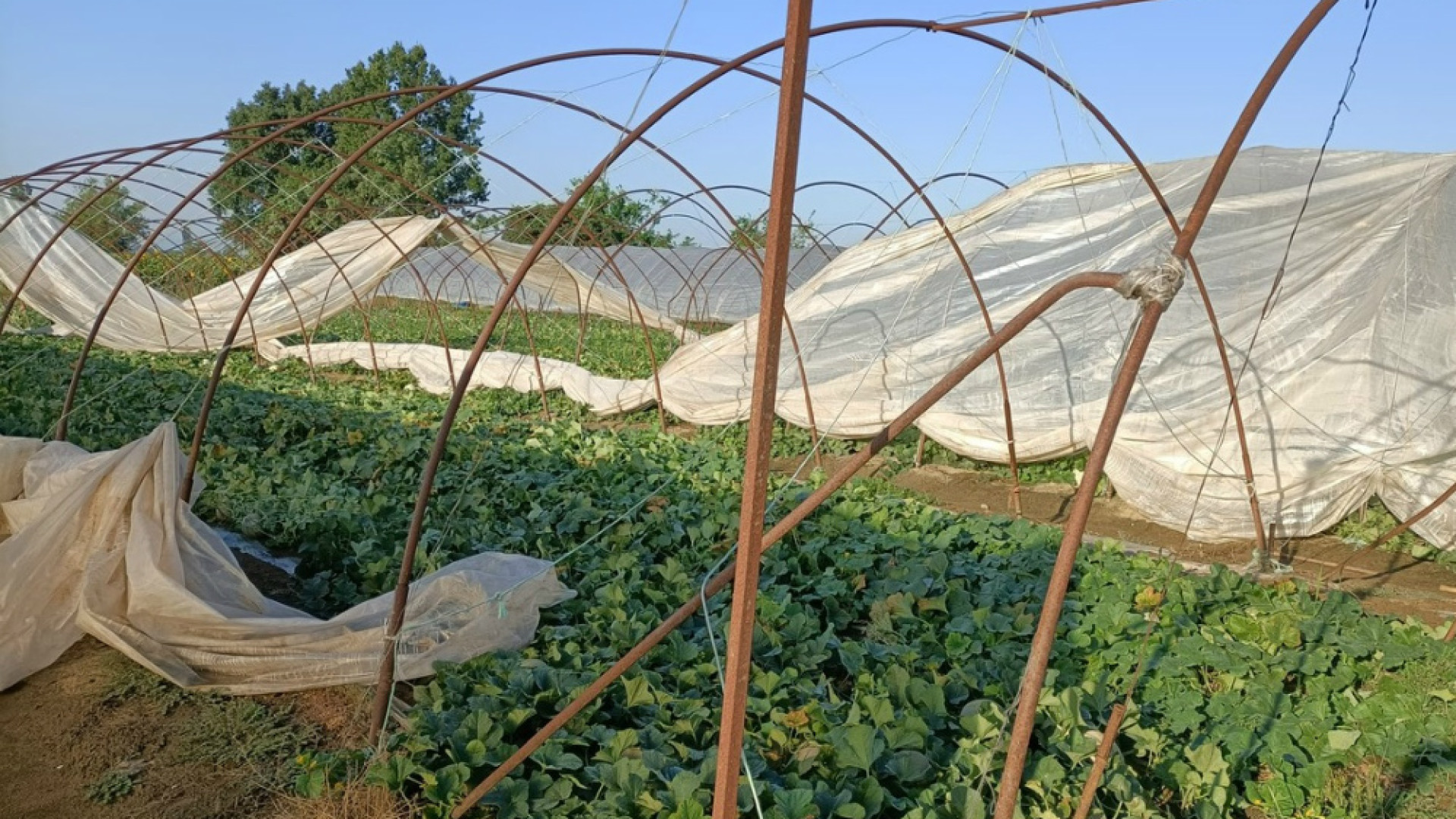 Immagine di Tromba d’aria nel Cremonese e Casalasco, è conta dei danni