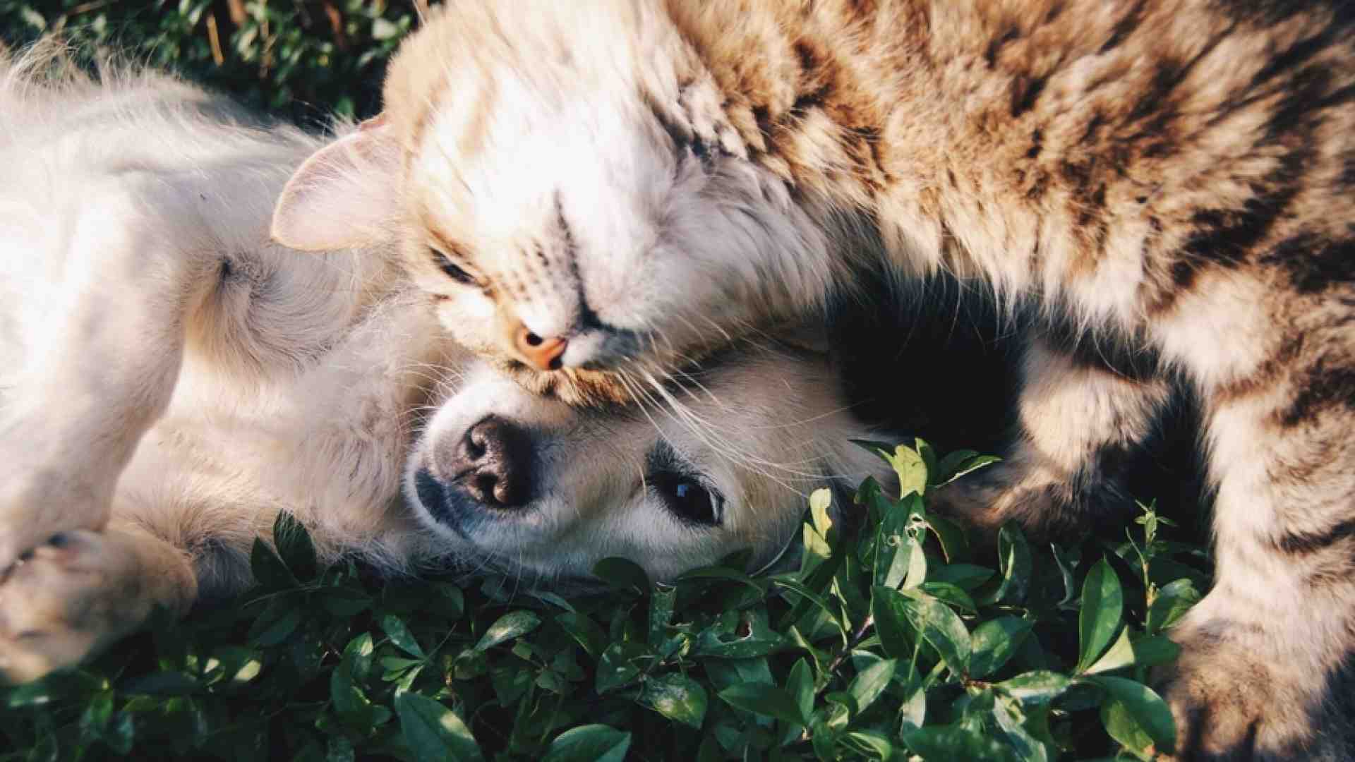 Immagine di Simbiosi e cooperazione: il buon esempio lo dà la natura