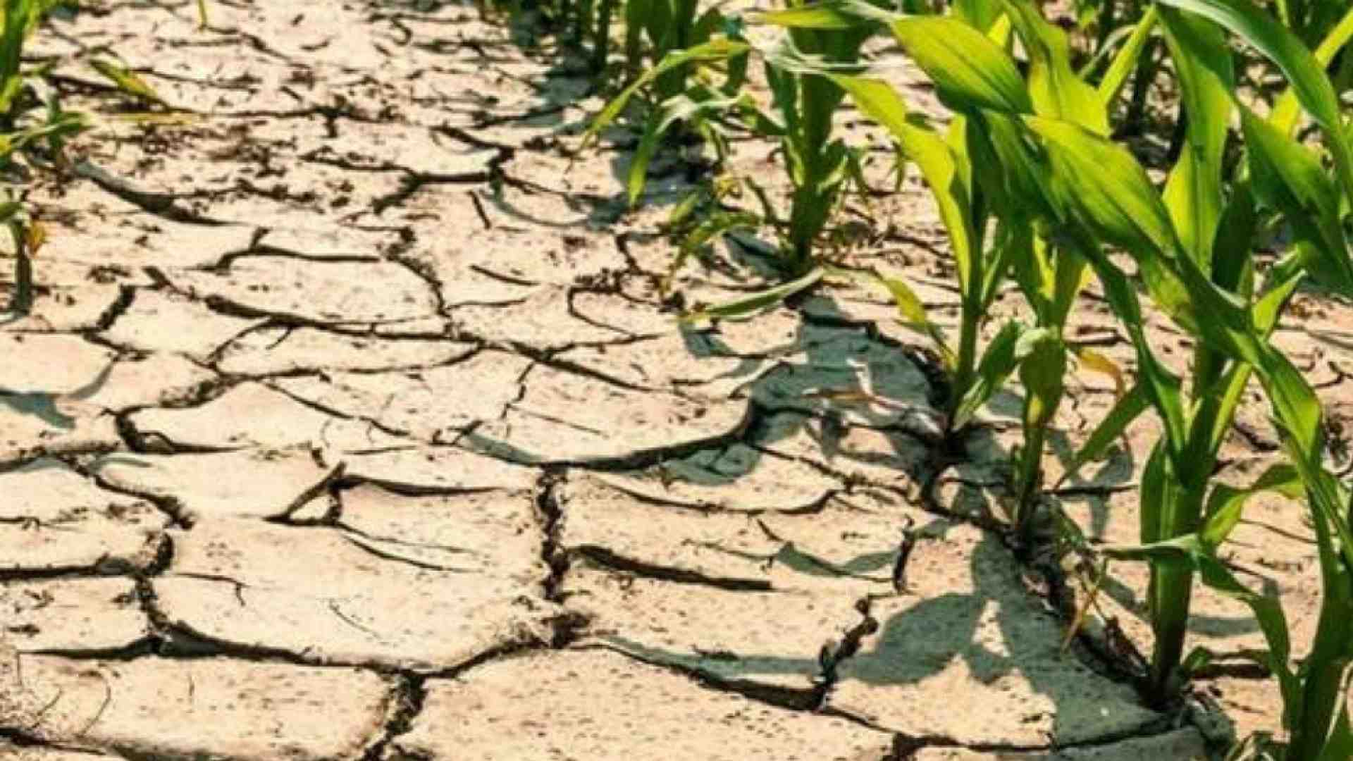 Immagine di Il Papa: si affrontino i rischi climatici riducendo le emissioni