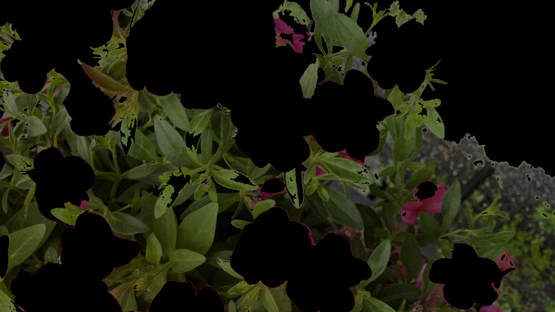 Immagine di “Gloriosa fioritura” in omaggio agli avi materni