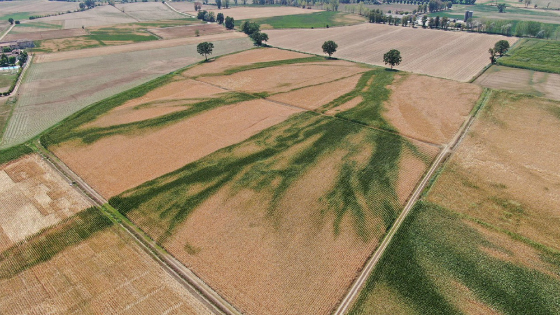 Immagine di Siccità, Coldiretti Cremona: senz’acqua campagne allo stremo