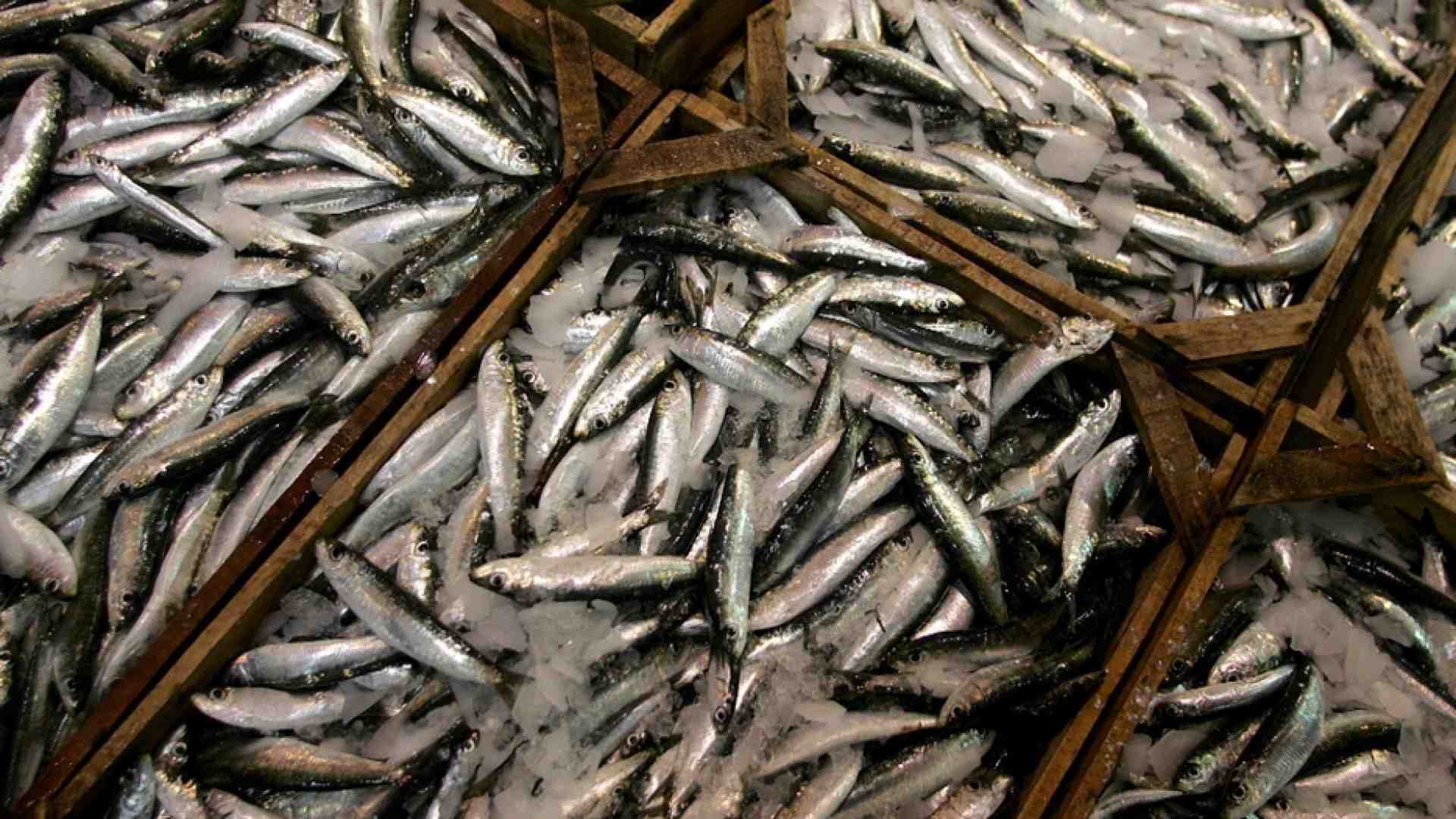 Immagine di Lo spreco che decima i pesci dalle reti fino alla nostra tavola