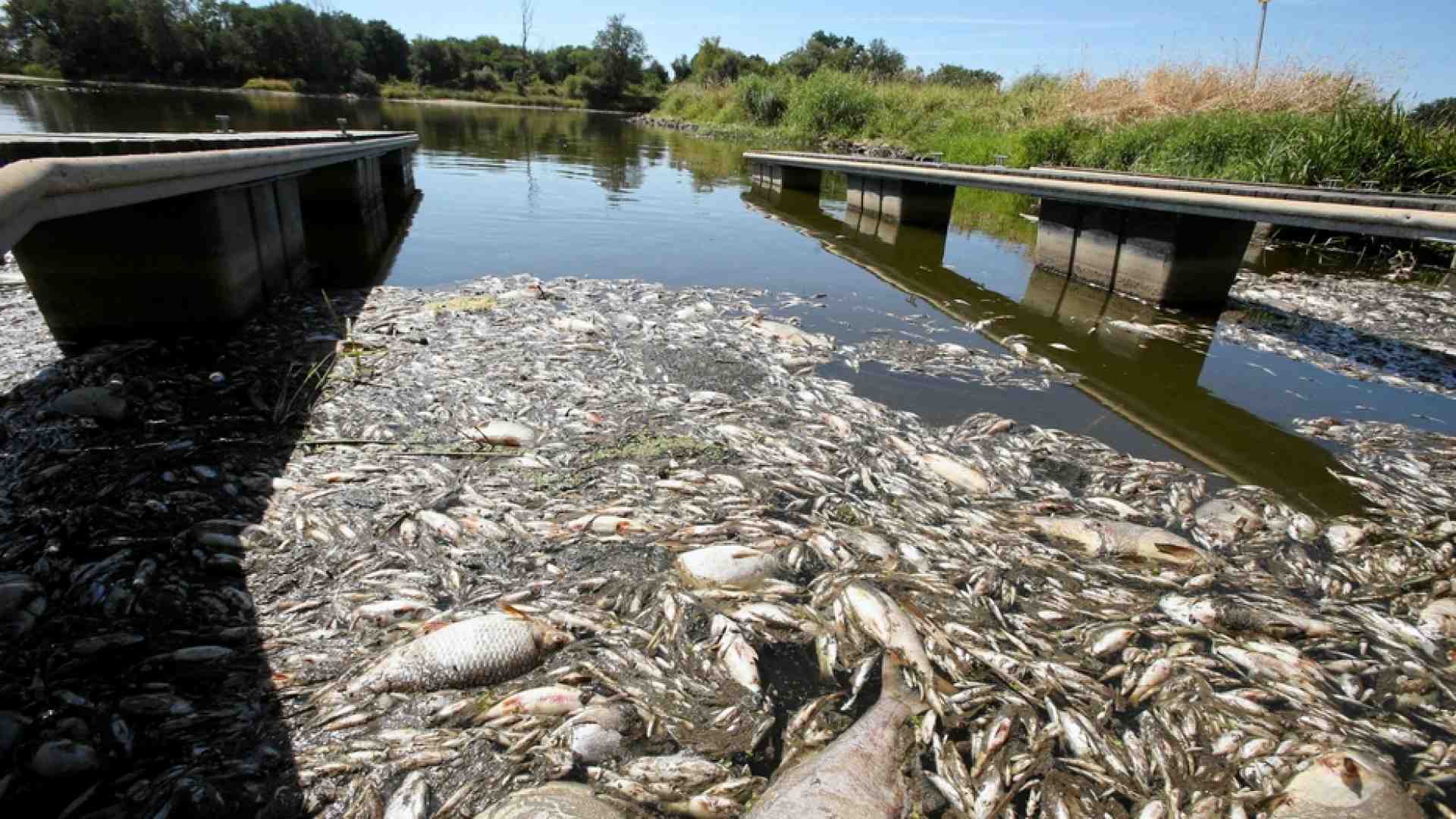 Immagine di Disastro ecologico lungo il fiume Oder, tra Polonia e Germania
