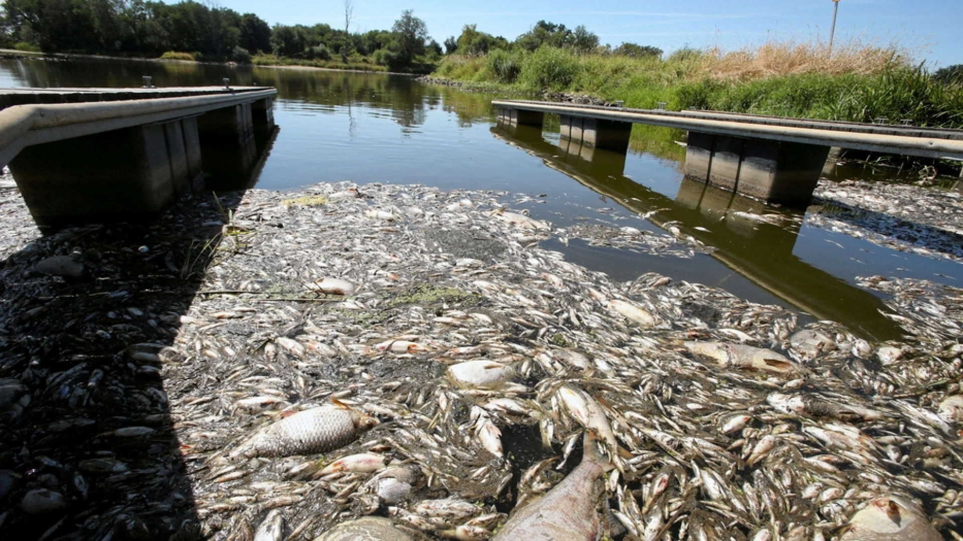 Immagine di Disastro ecologico lungo il fiume Oder, tra Polonia e Germania