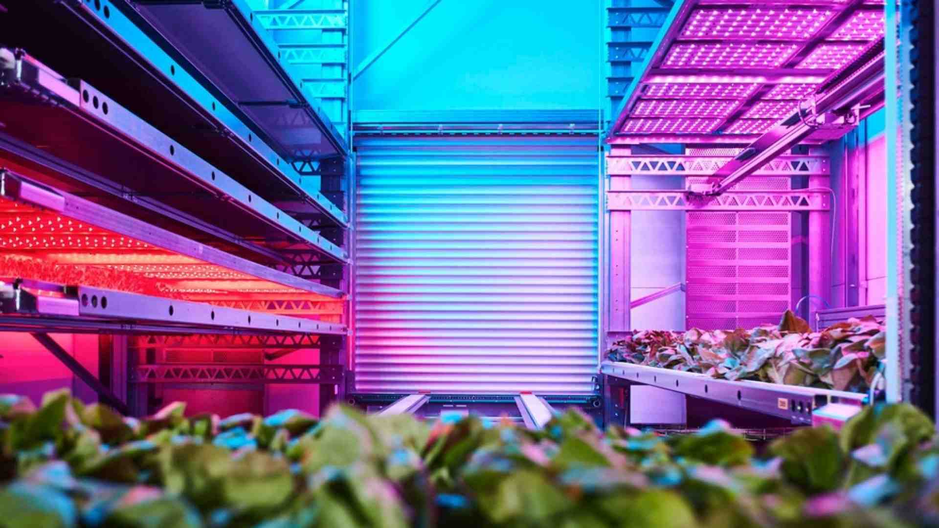 Immagine di Grazie all'«agricoltura verticale» la terra promette cibo per tutti