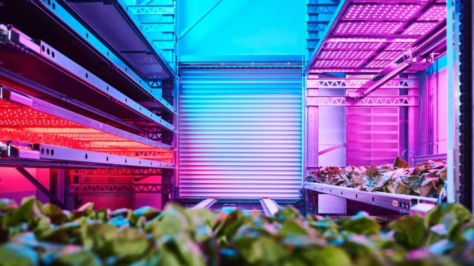 Immagine di Grazie all'«agricoltura verticale» la terra promette cibo per tutti