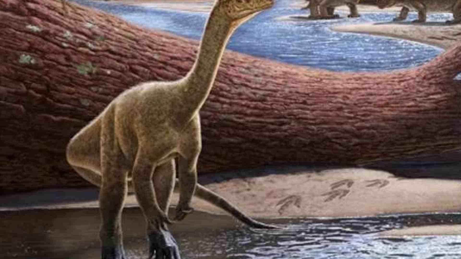 Immagine di Scoperto il più antico dinosauro africano