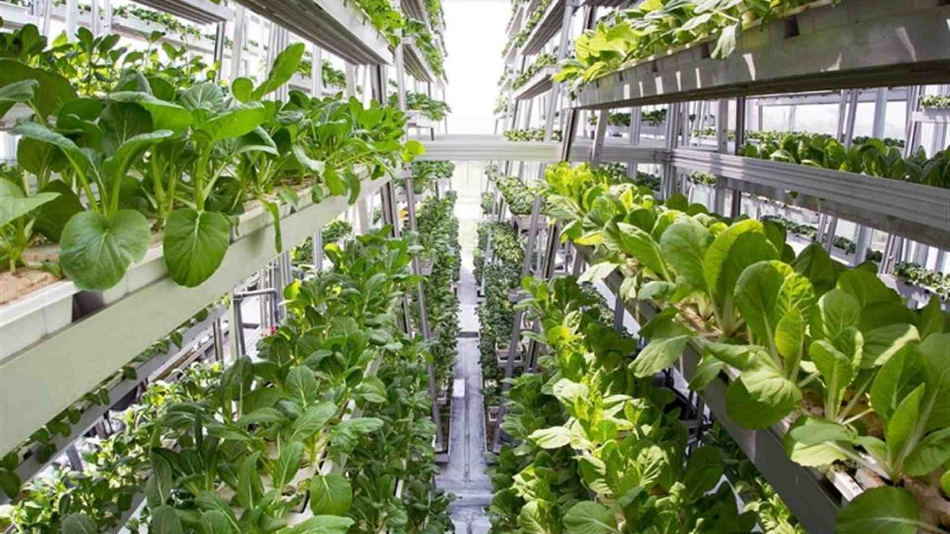 Immagine di Un futuro in salita, ma export e bio battono la crisi