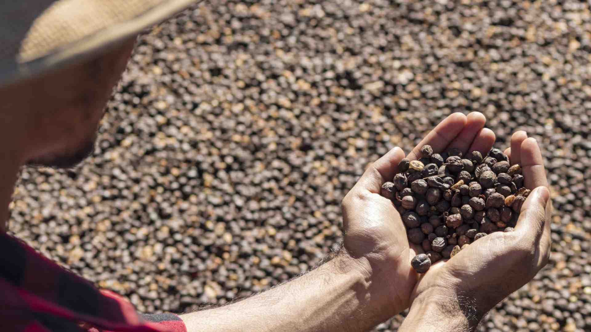 Immagine di Il caffè, la bevanda che ti porta in paradiso e che fa vivere 125 milioni di persone
