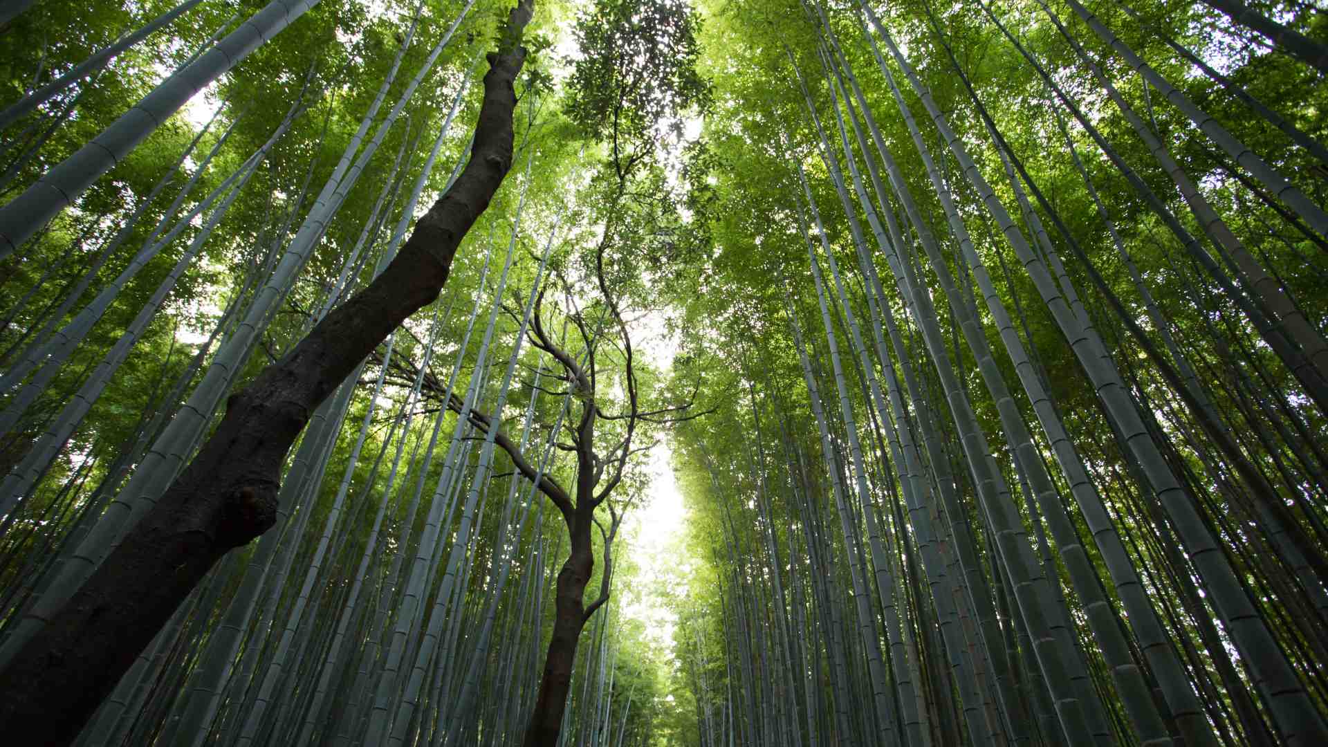Immagine di Solo le comunità "vere" hanno buon gioco con i beni comuni