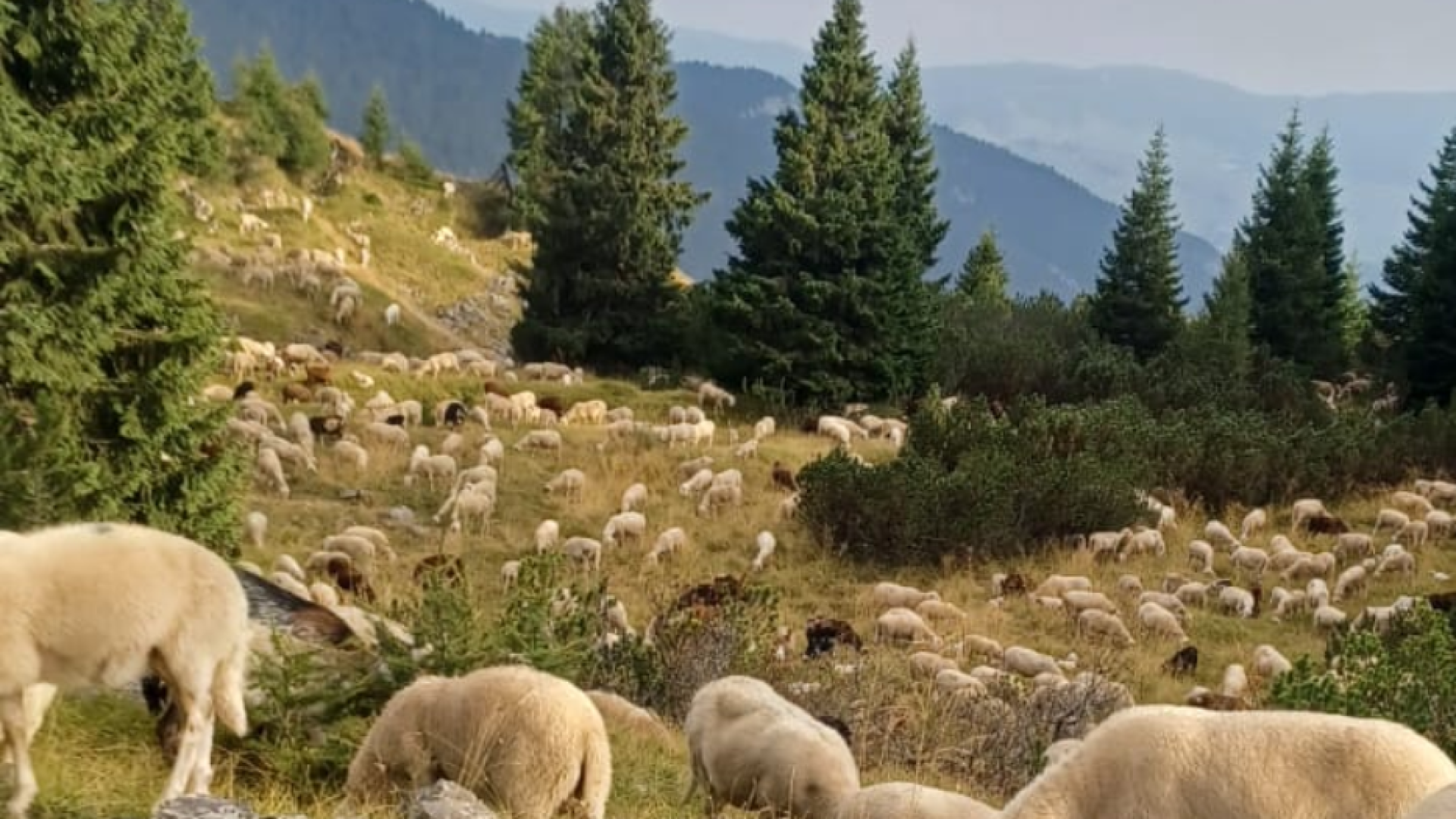 Immagine di Se il pastore può essere anche un mestiere per giovani