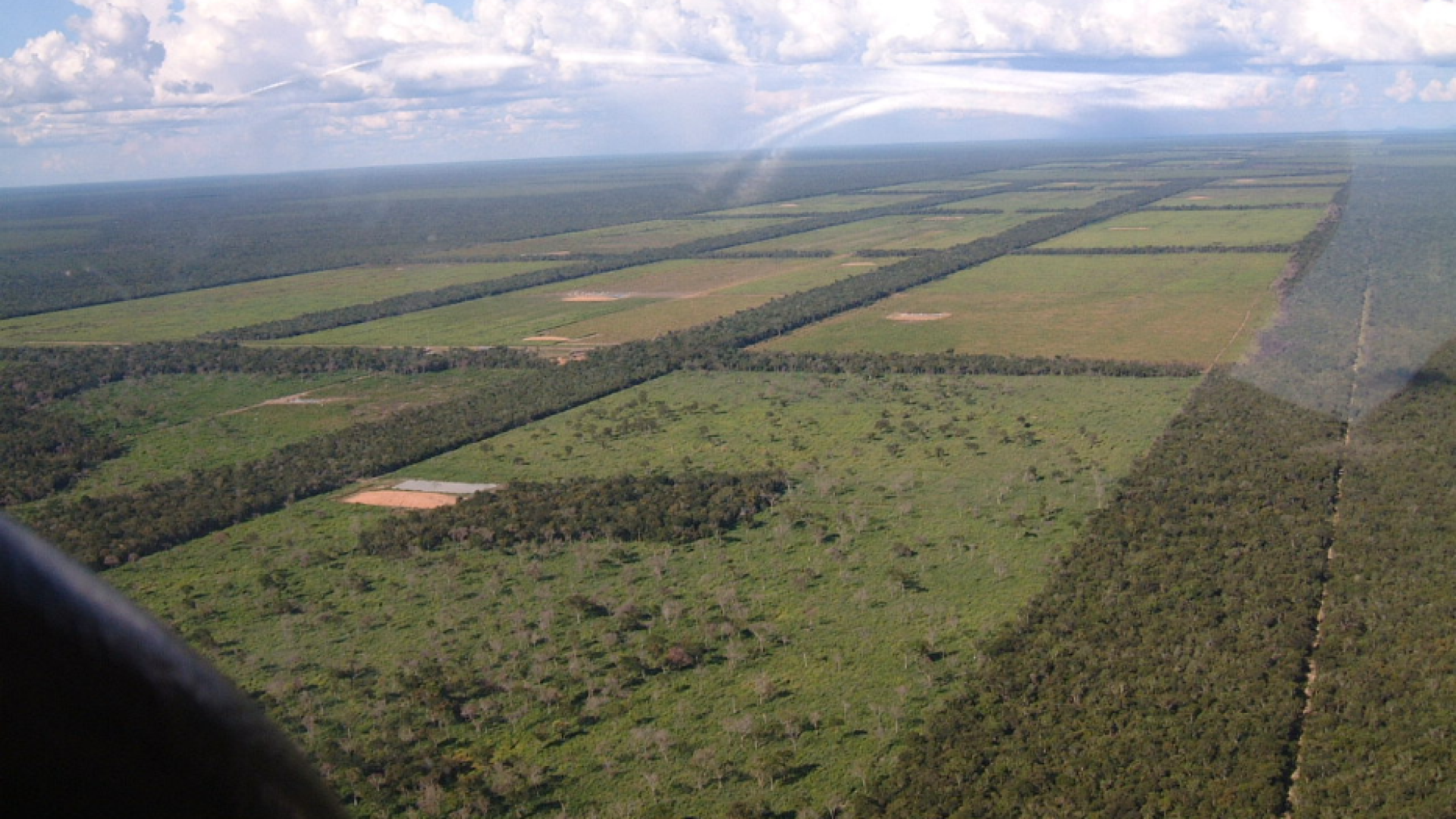 Immagine di In Sudamerica un'altra Amazzonia «divorata» dalla soia transgenica