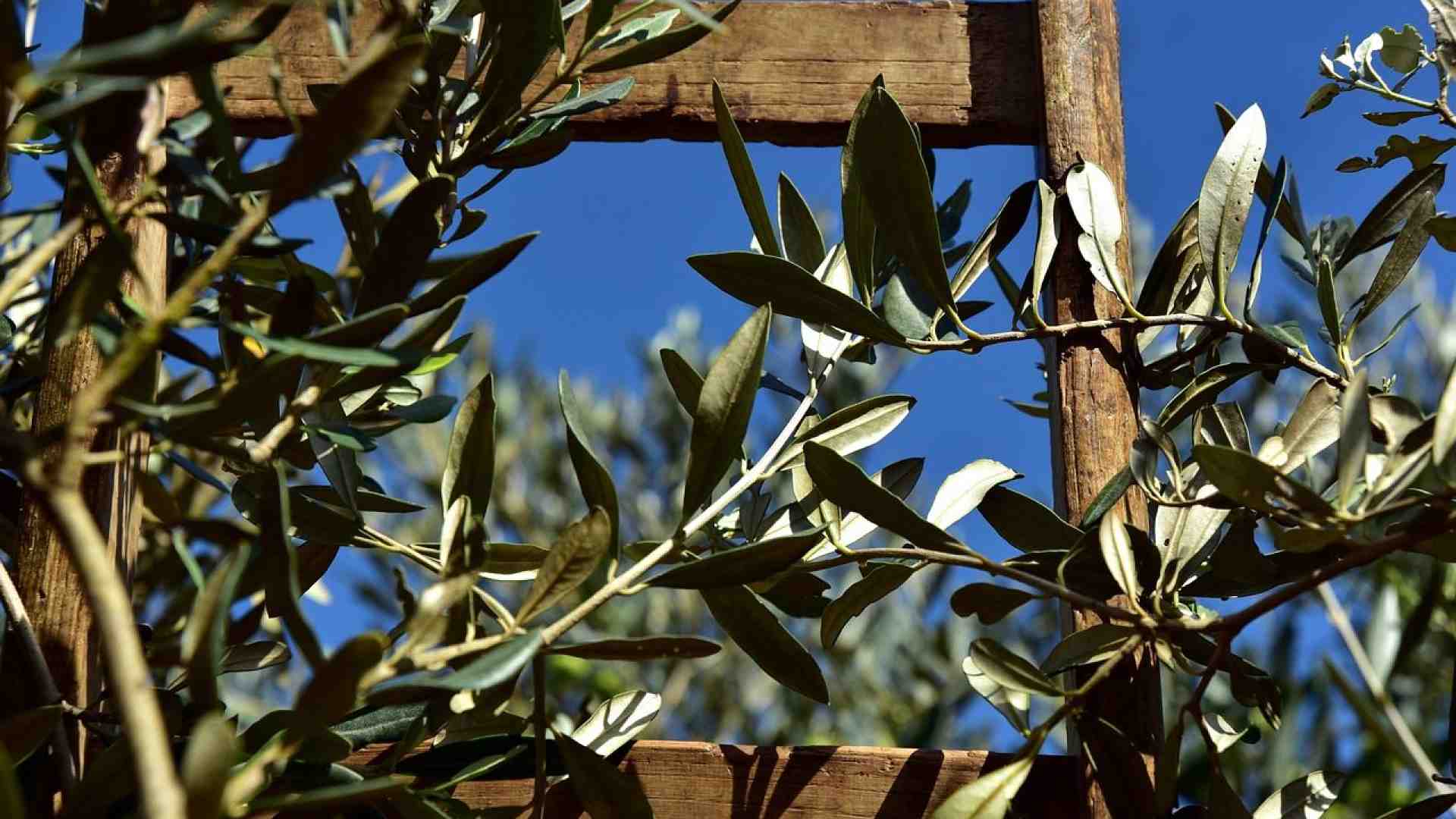 Immagine di Festa di San Martino "gourmet"