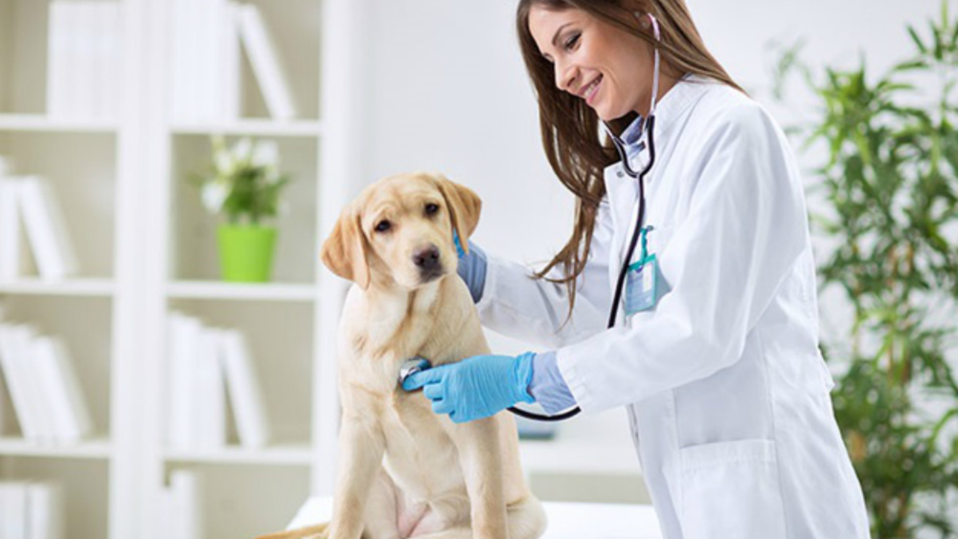 Immagine di Veterinari: «Nuova legislatura sorda al caro bollette»