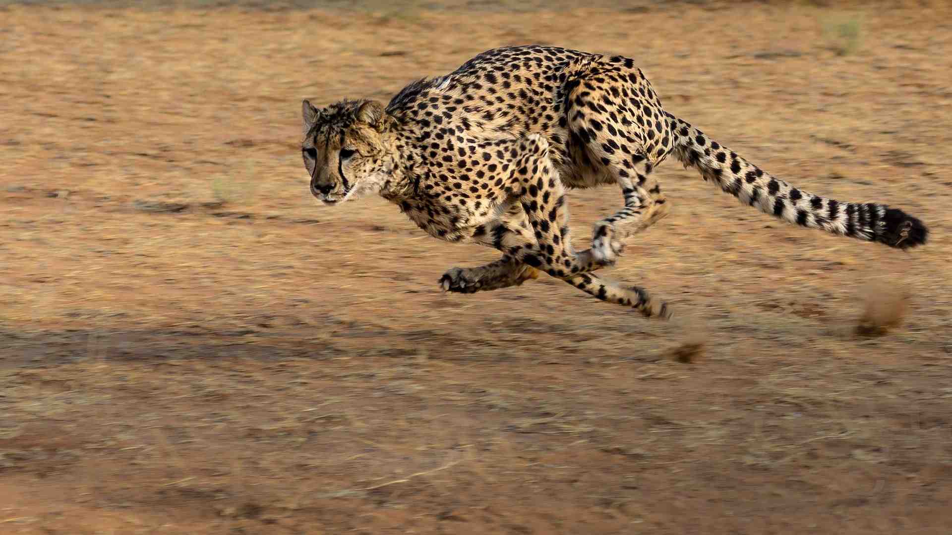 Immagine di Splendido e velocissimo ghepardo che non riesce a scappare dal rischio-estinzione