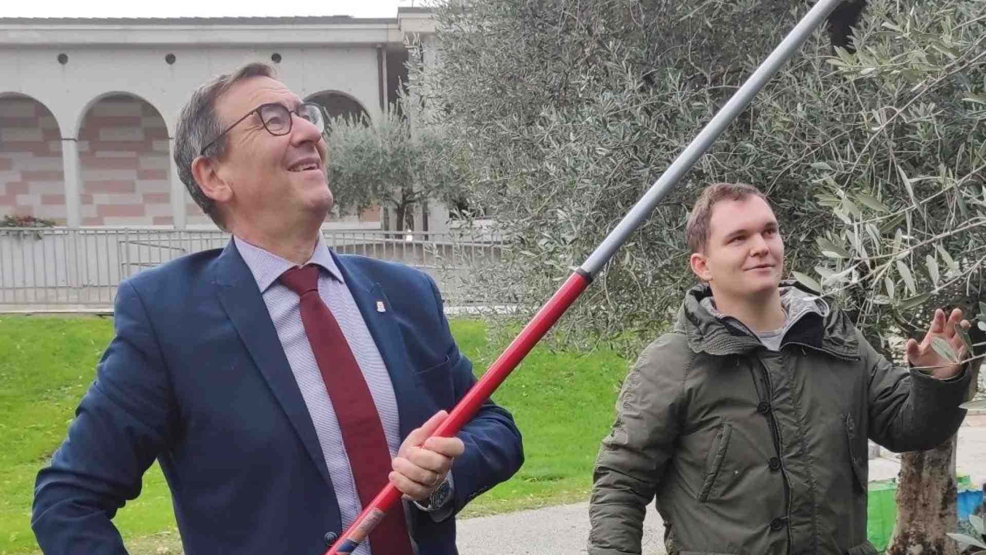 Immagine di L’abilità di quei ragazzi nel raccogliere le olive