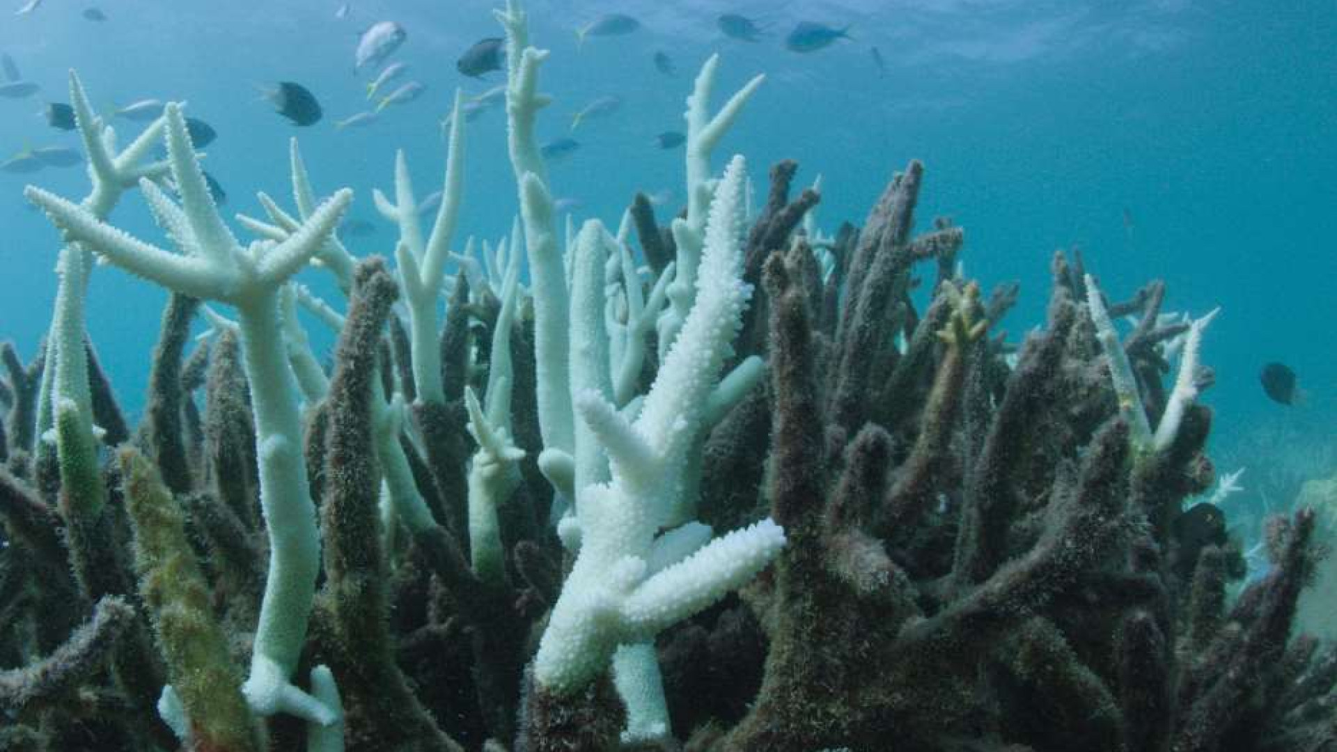 Immagine di I consumi eccessivi dei ricchi sono un pericolo per le specie viventi