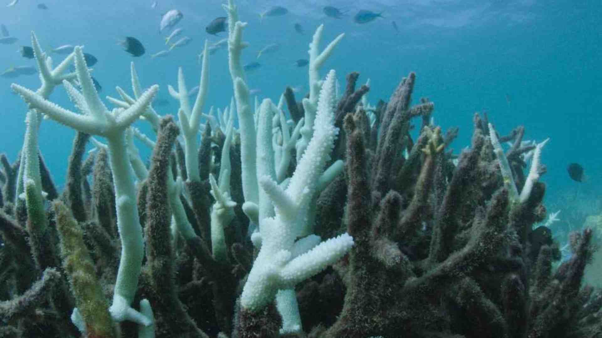 Immagine di I consumi eccessivi dei ricchi sono un pericolo per le specie viventi