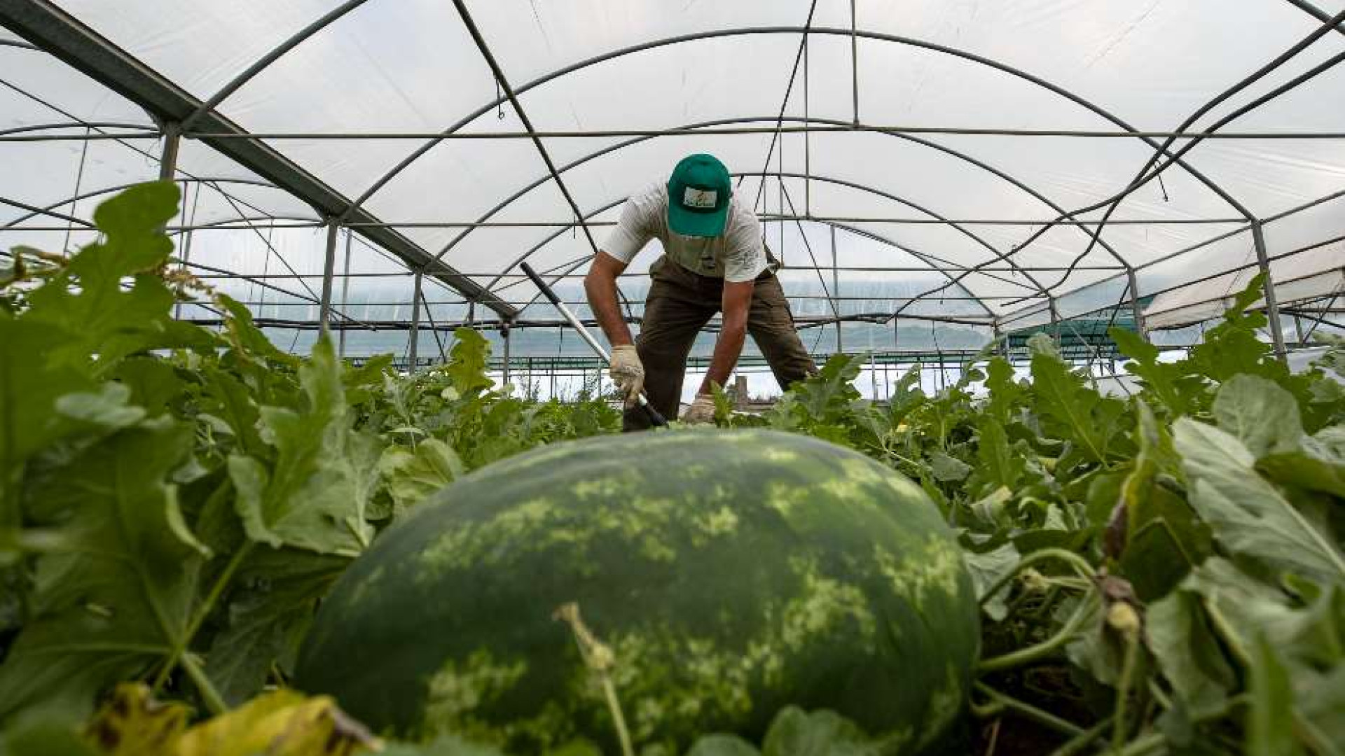 Immagine di Lavoratori domestici e agricoli, la regolarizzazione è infinita