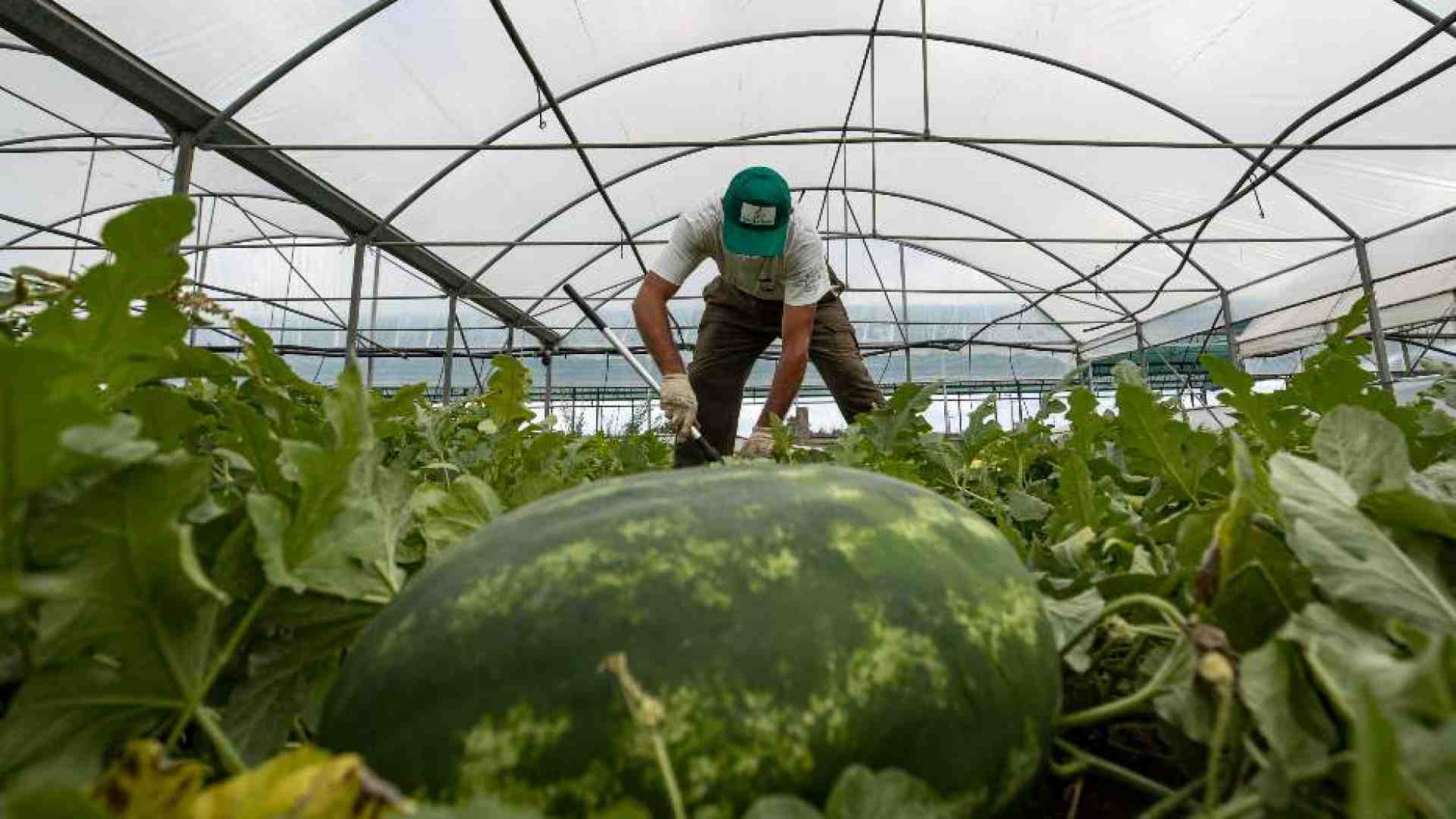 Immagine di Lavoratori domestici e agricoli, la regolarizzazione è infinita