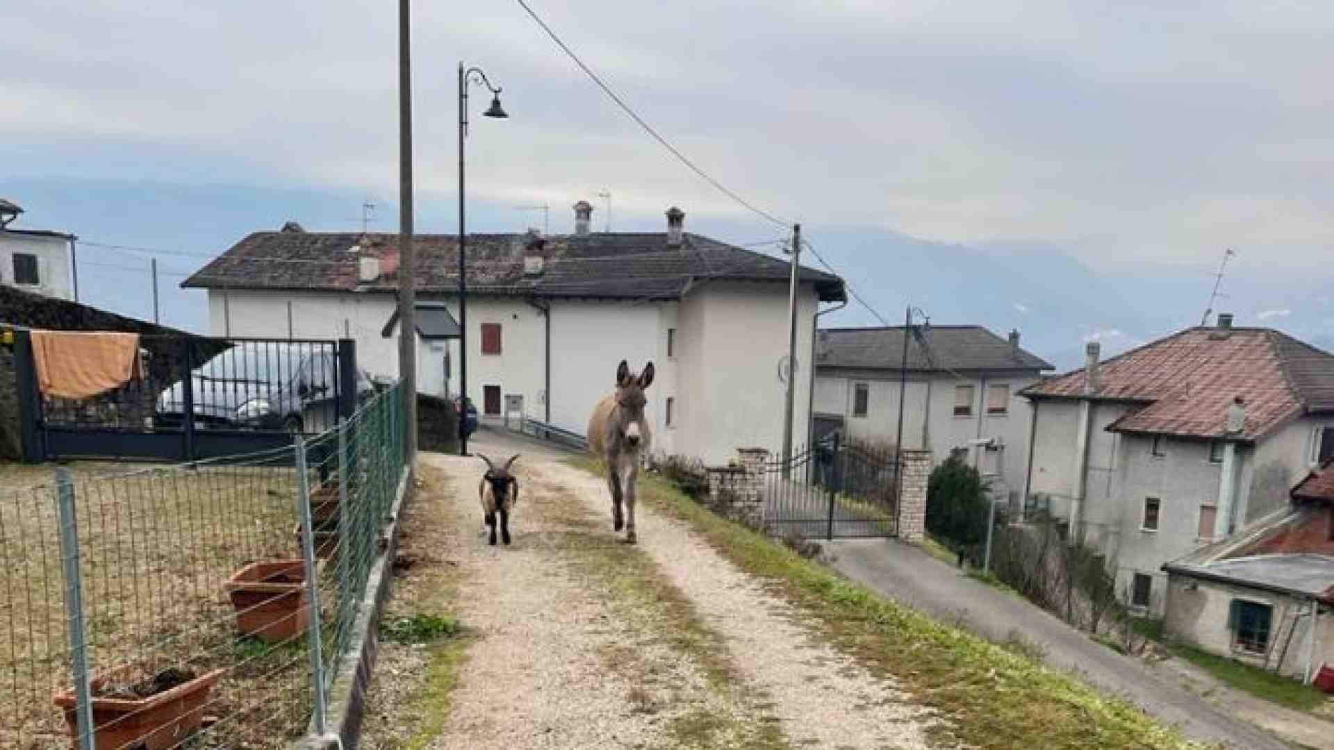 Immagine di Racconto vero di Natale: gli animali spariscono dalla stalla. E ritornano...