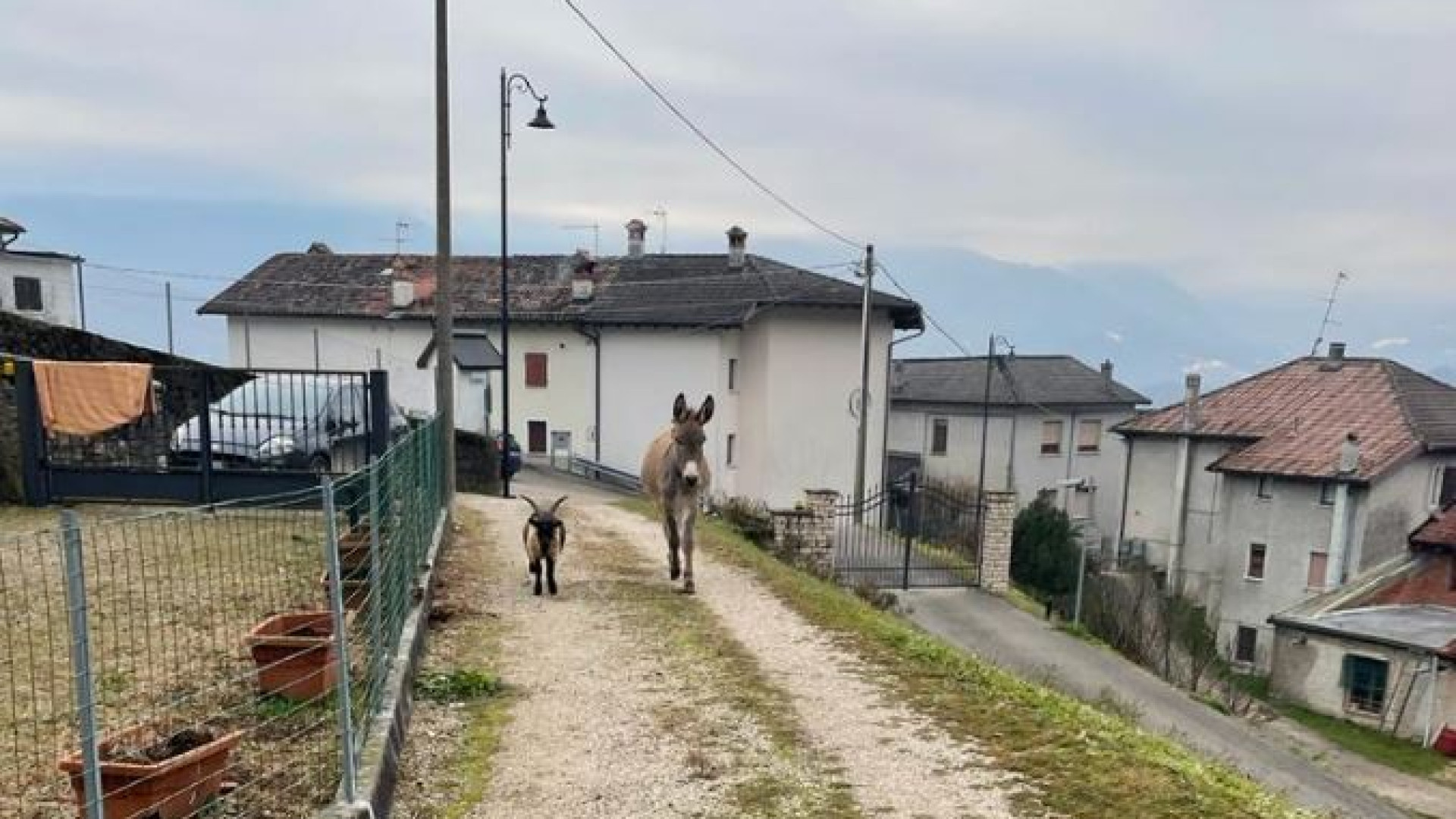 Immagine di Racconto vero di Natale: gli animali spariscono dalla stalla. E ritornano...