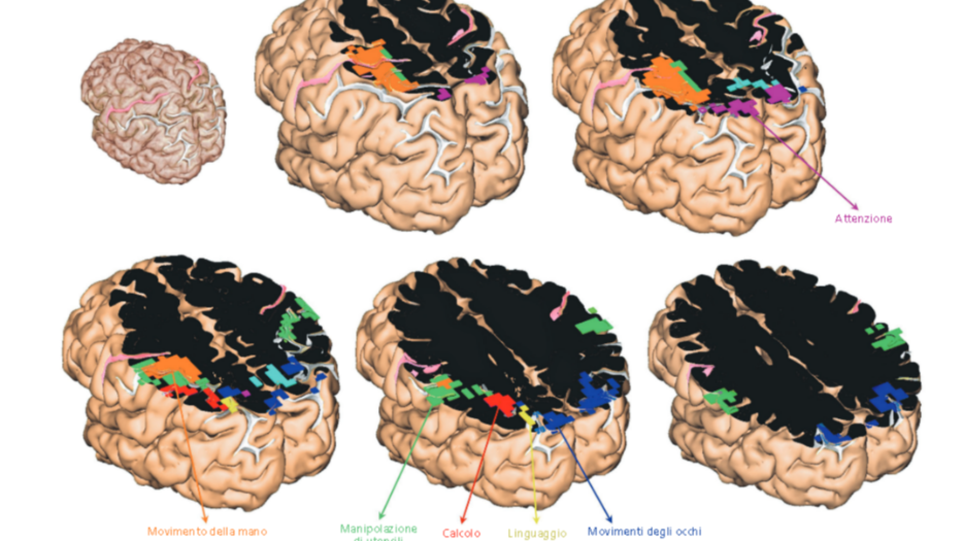Immagine di Ora le immagini “catturano” il cervello in funzione
