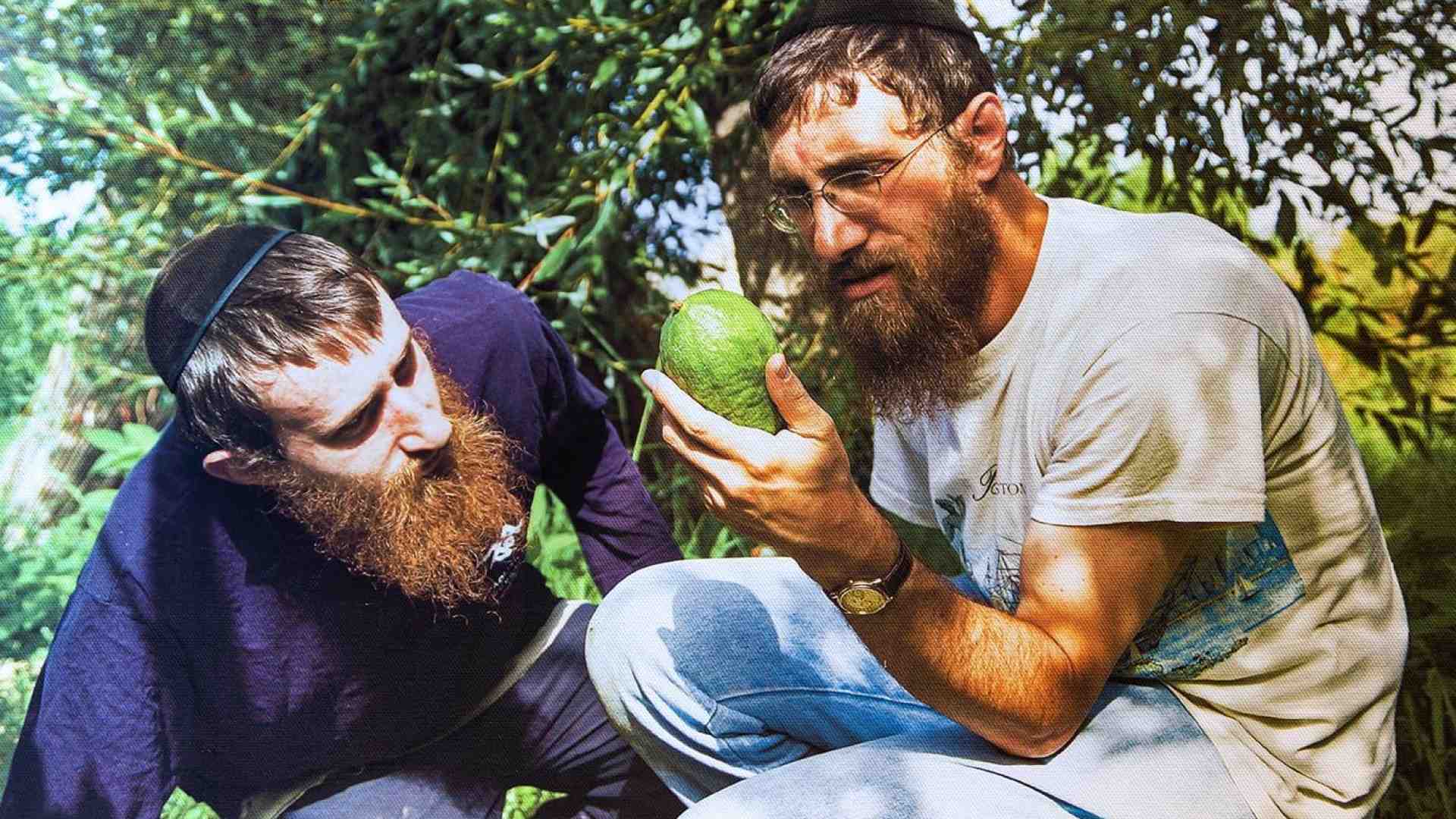 Immagine di In Calabria rabbini da tutto il mondo per cercare il cedro perfetto