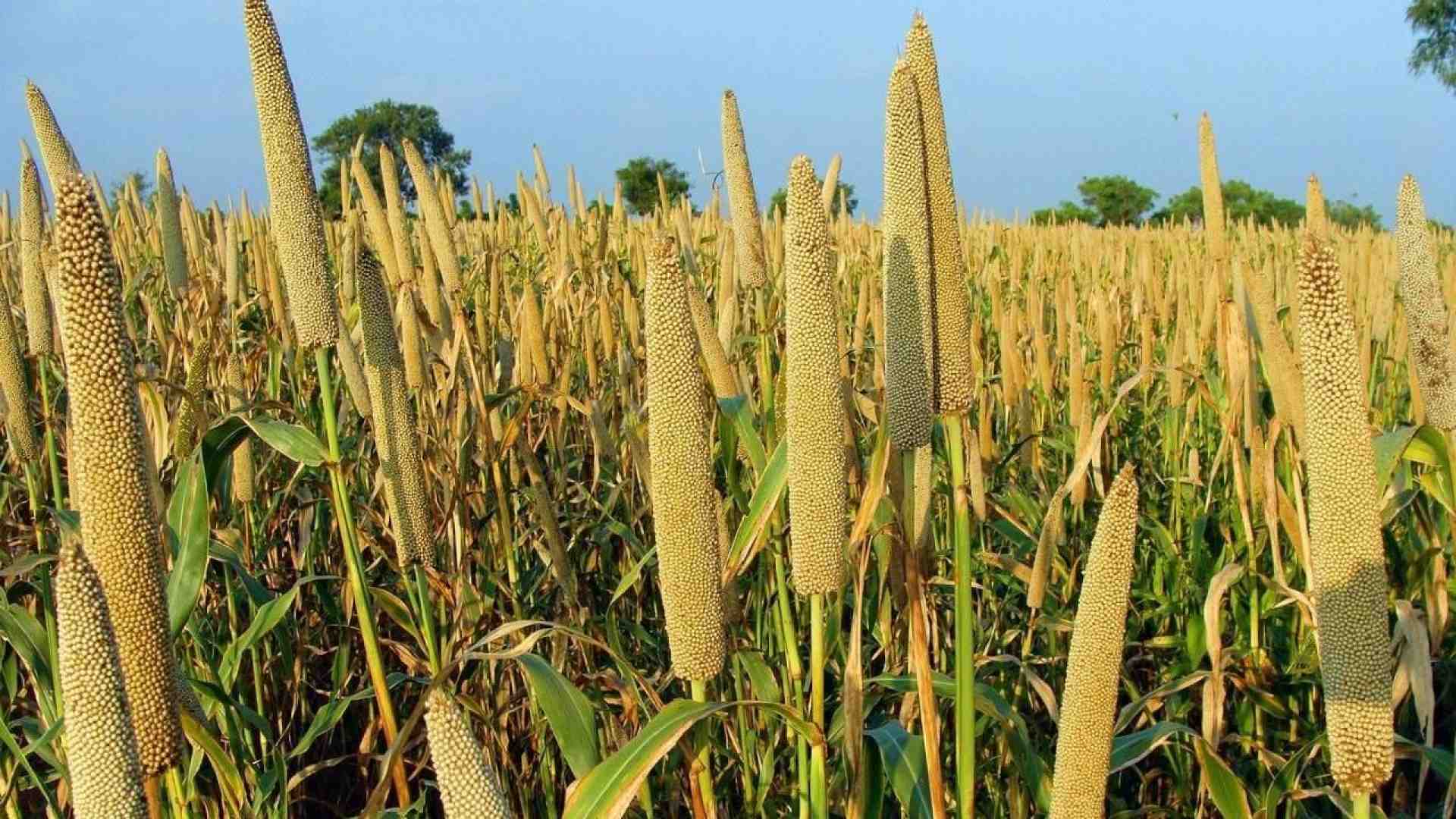 Immagine di L’umile miglio, cereale che sfama interi popoli chiedendo poco per sé
